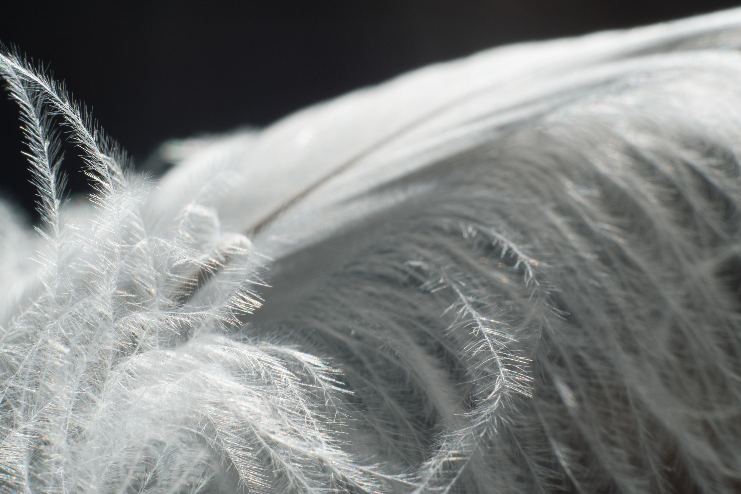 AMORE AL ARTE. Schwarz-weiß Fotografie in Münster. Fotografin Viktoria Roschen