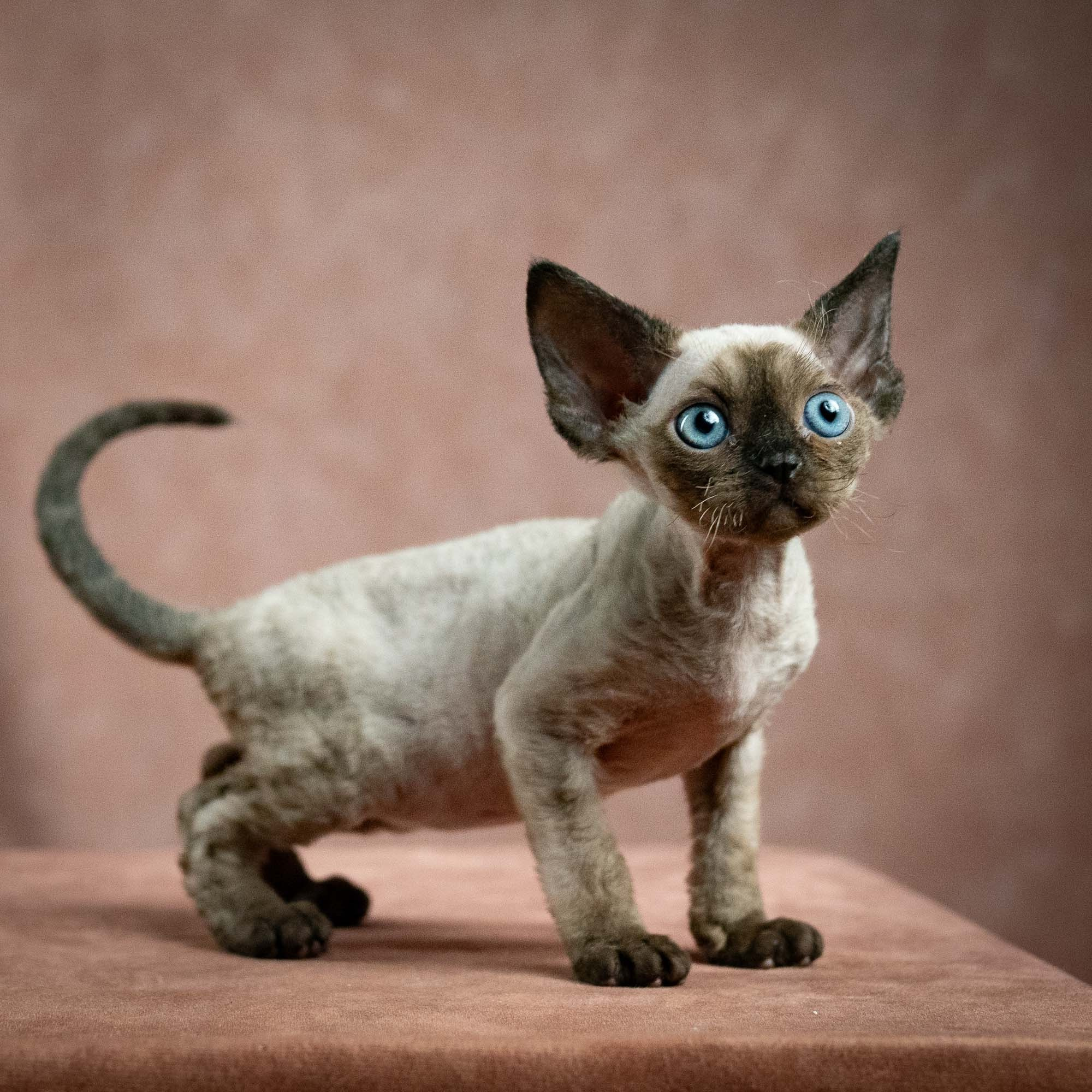 Leo, boy, born 12.20.2025. Devon Rex Pixie Cattery