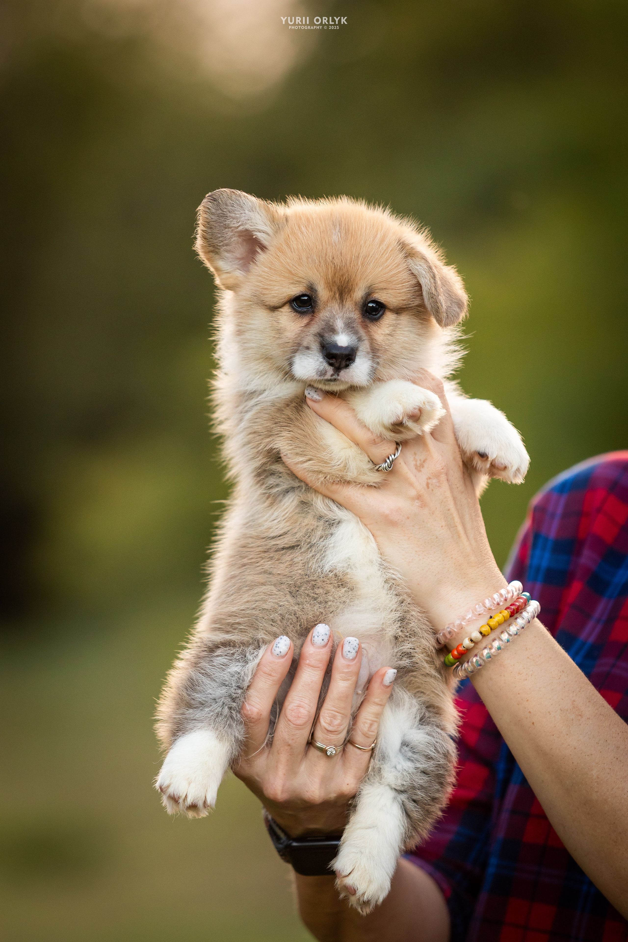 Puppies. Yurii Orlyk Photography