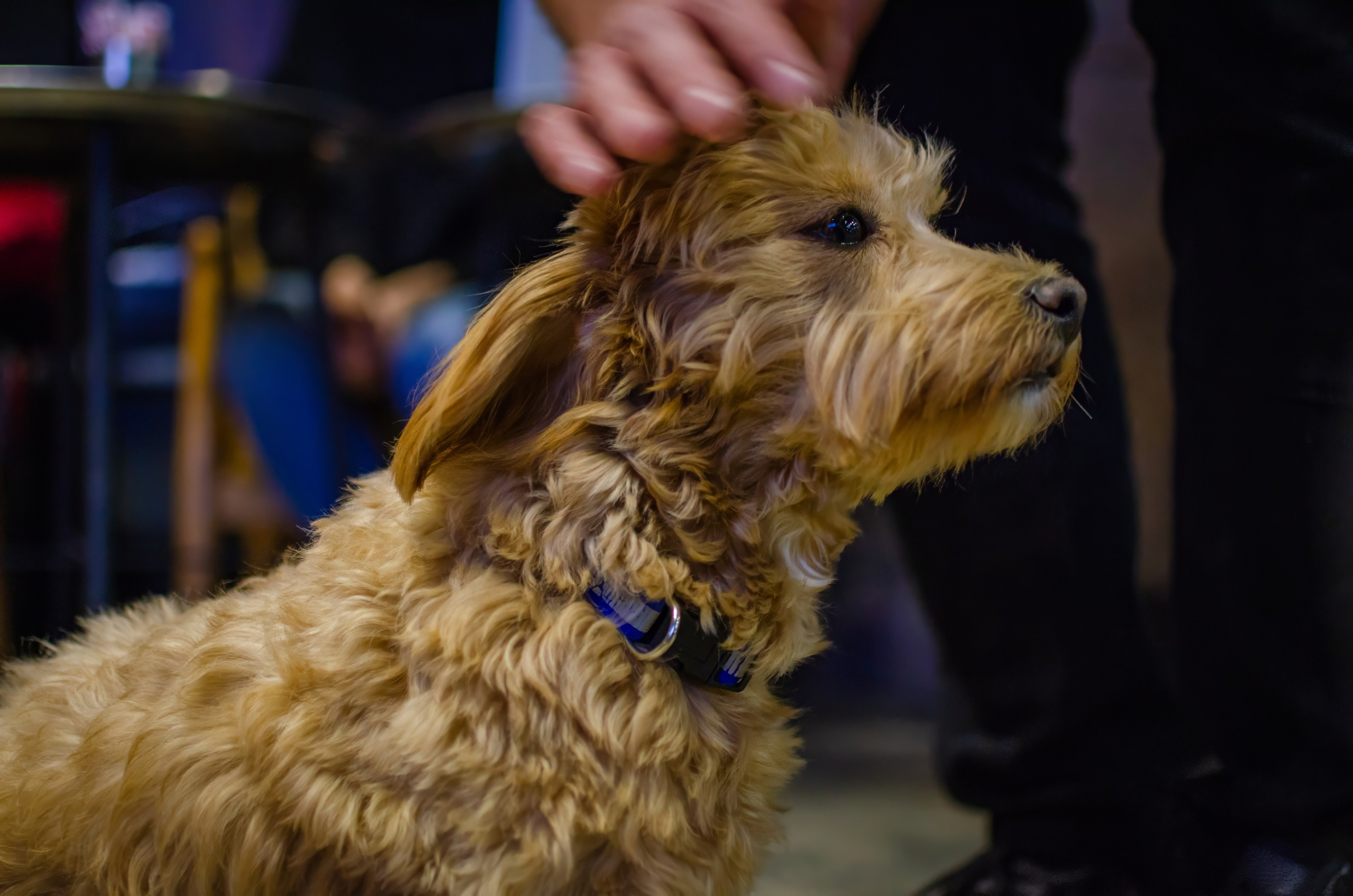 Intellectual game Quiz. Event photographer Alena Iurchenko