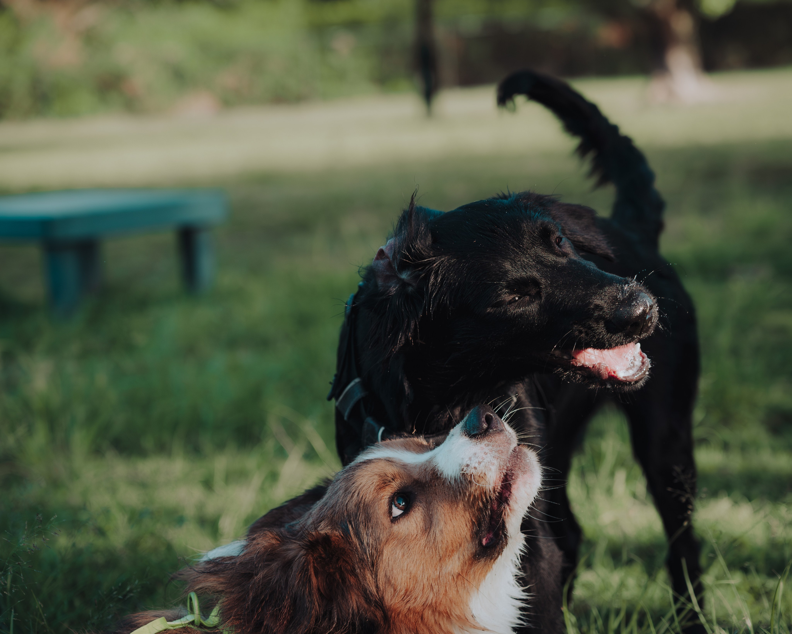 Pet — BorderColie. JS Photoshoot | Family, Events & Pet Photographer in Brisbane