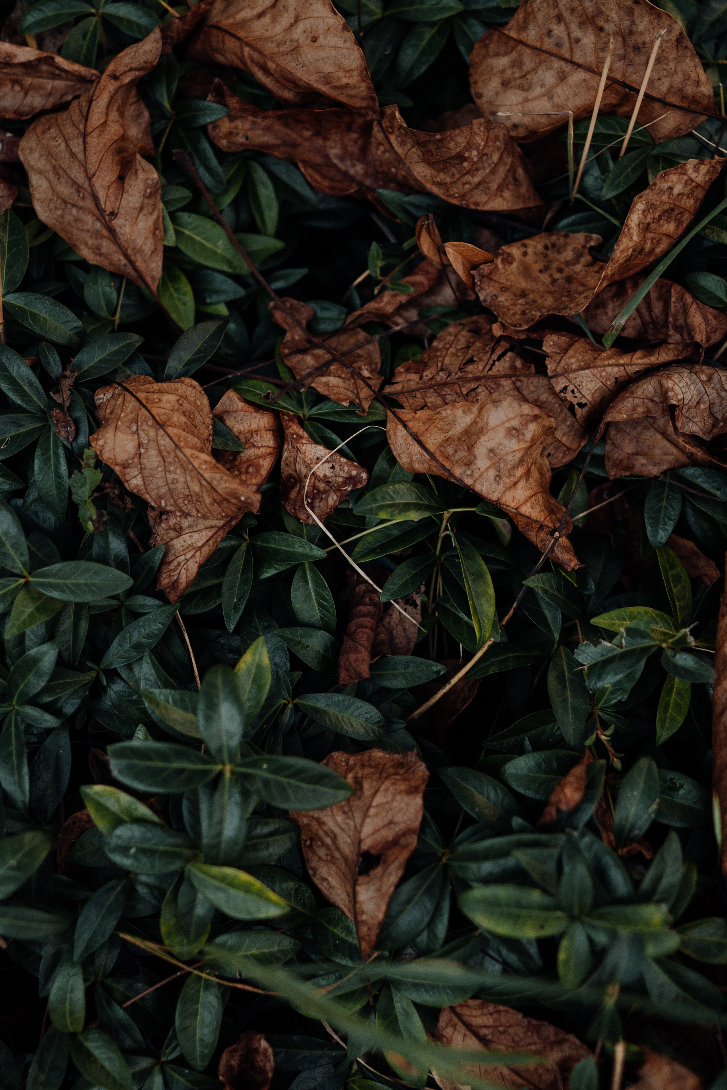 Galina. Фотограф в Праге Анна Лебедева