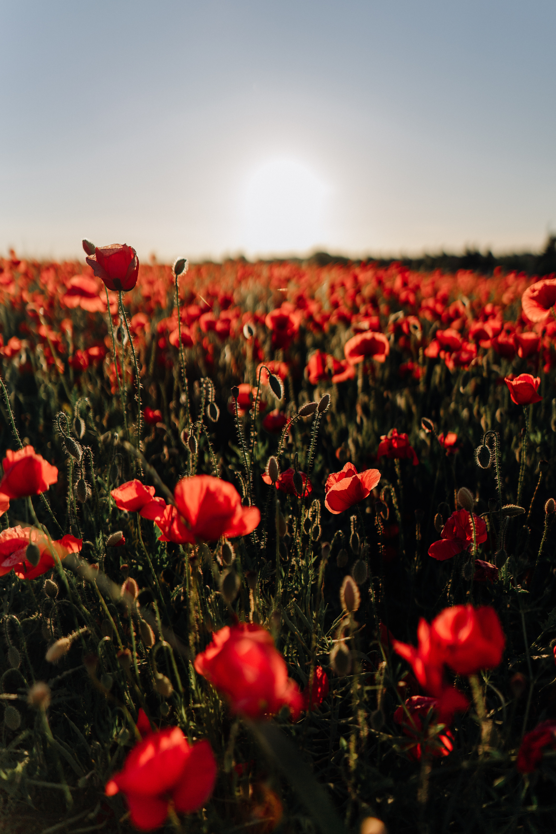 Anastasia. Фотограф в Праге Анна Лебедева
