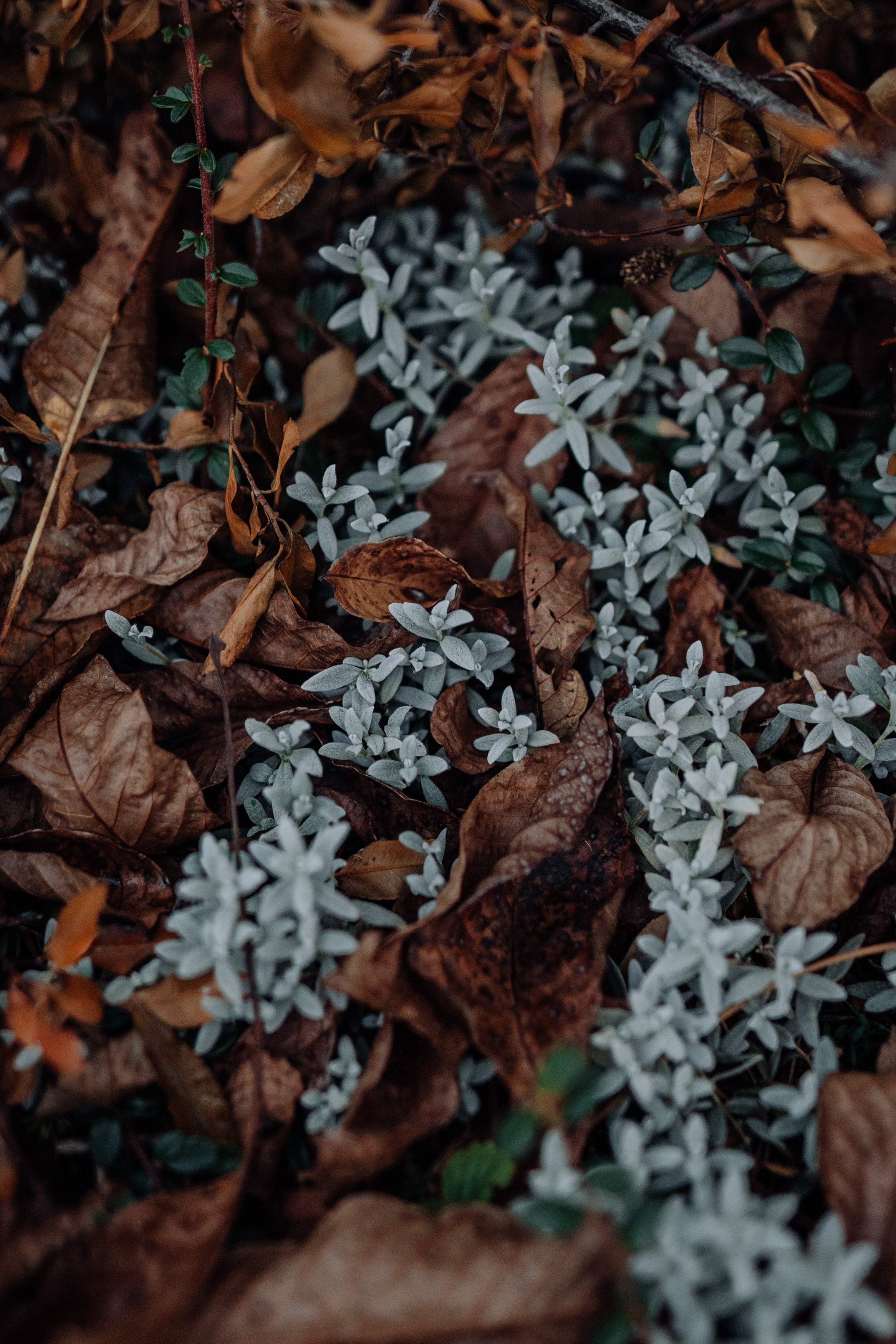 Galina. Фотограф в Праге Анна Лебедева