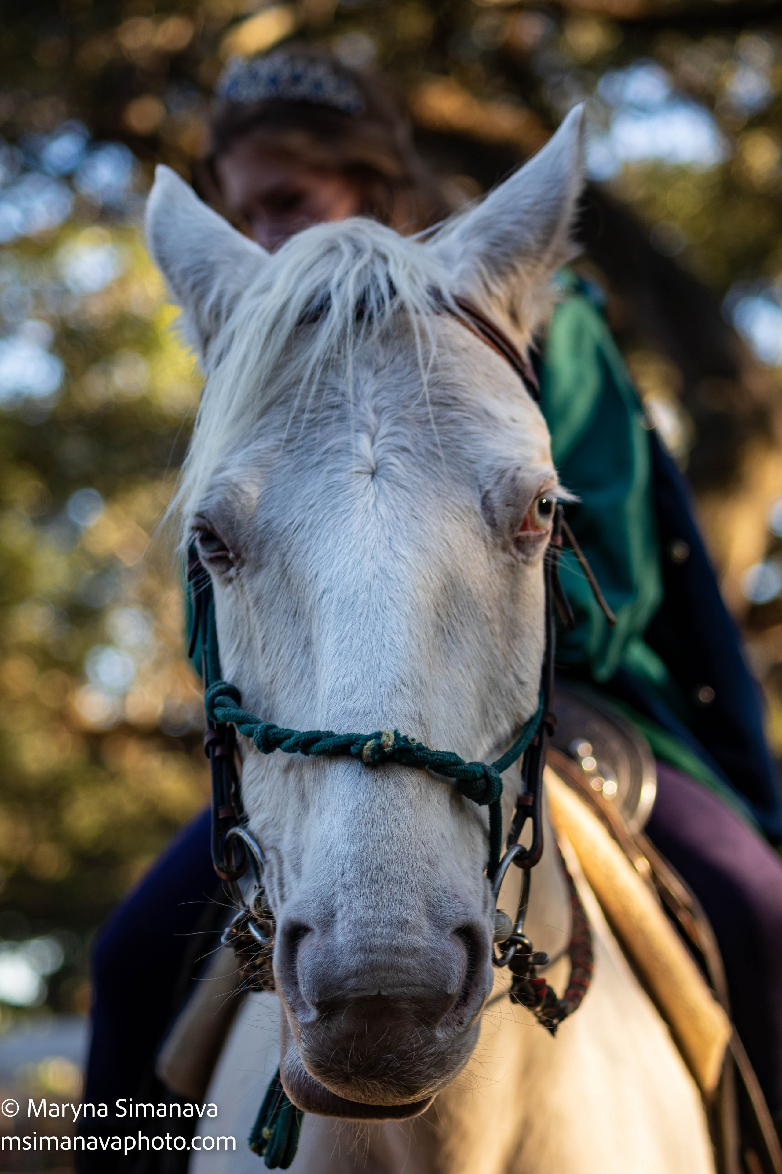 Camelot Days 2025: Medieval Festival in Hollywood, Florida. Portrait and graduation photographer Marina Simanava
