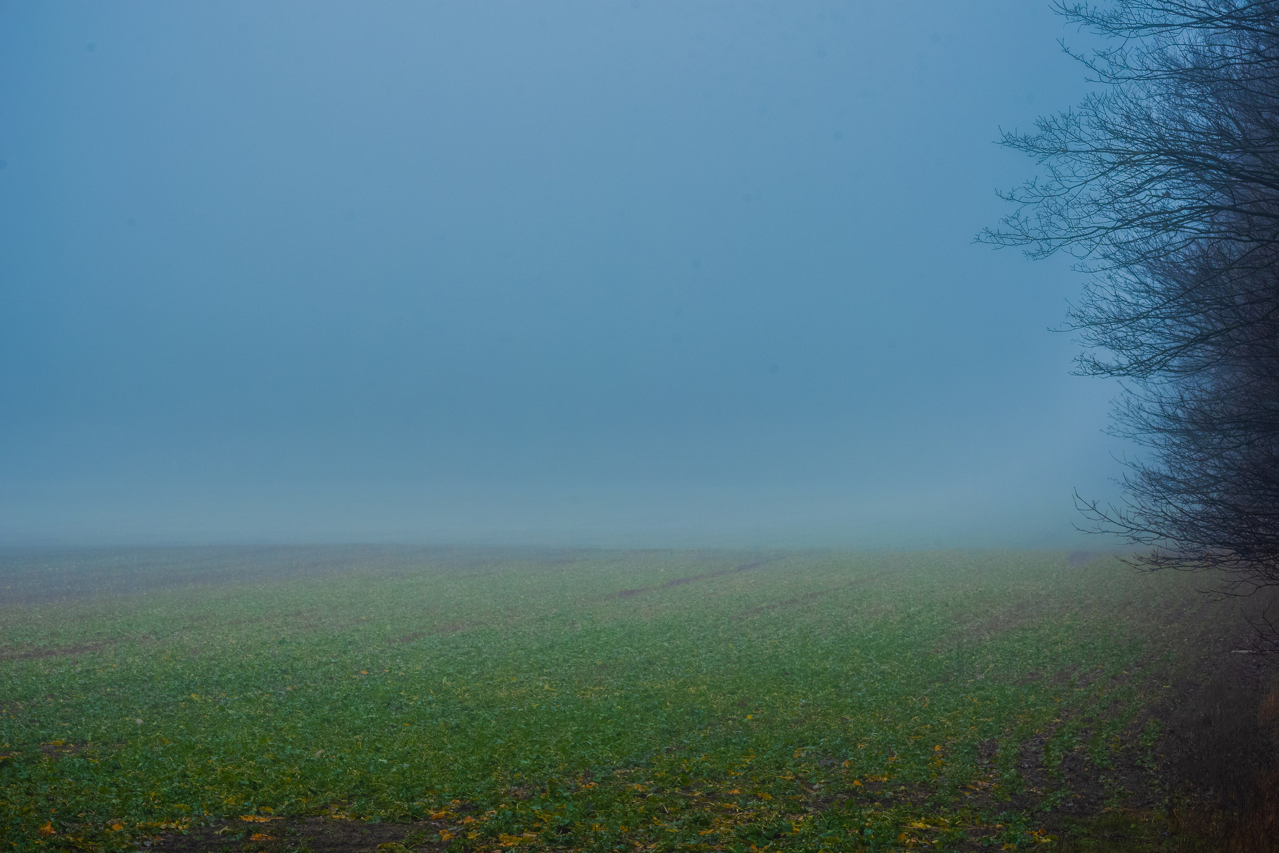 Туман в полях. Kindshephoto Женский и семейный фотограф Москва
