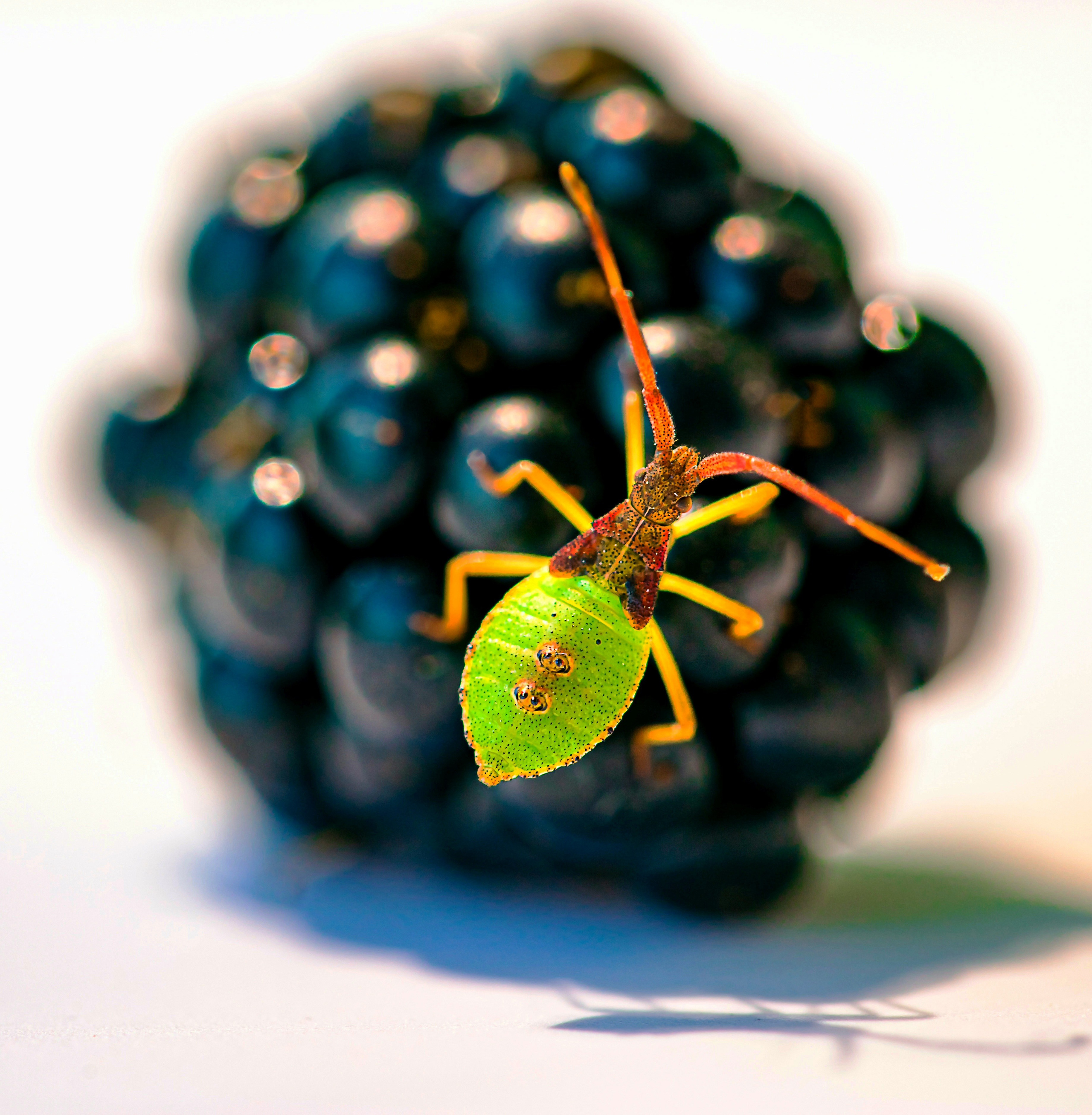 МИКРОКОСМОС РАСТЕНИЙ PLANT MICROCOSM. LUKIN IGOR Photography