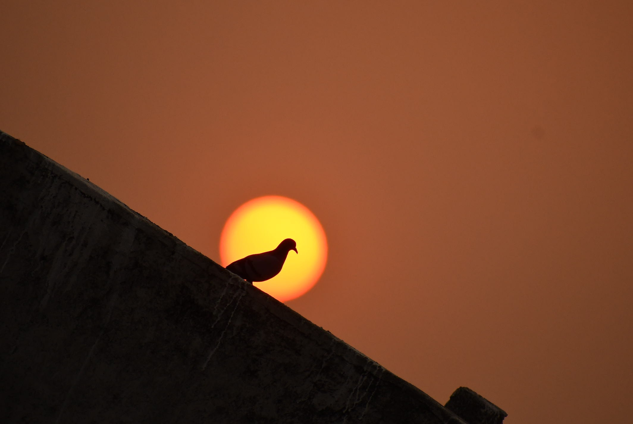 Wildlife. Portfolio By Nikhil