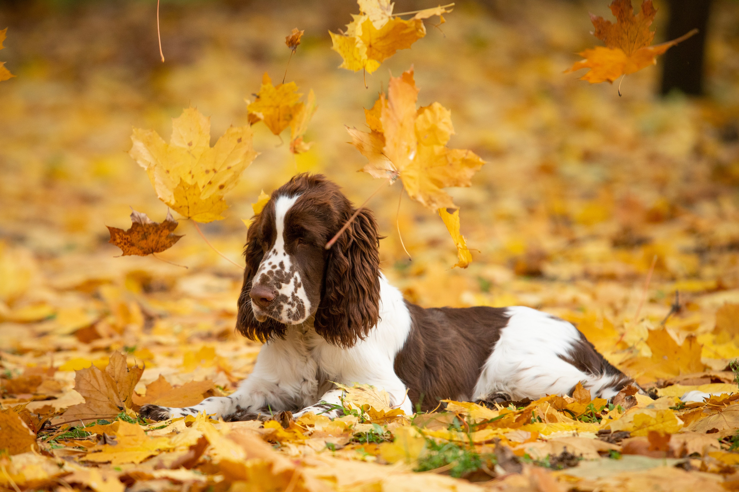 English Springer Spaniel male show movement