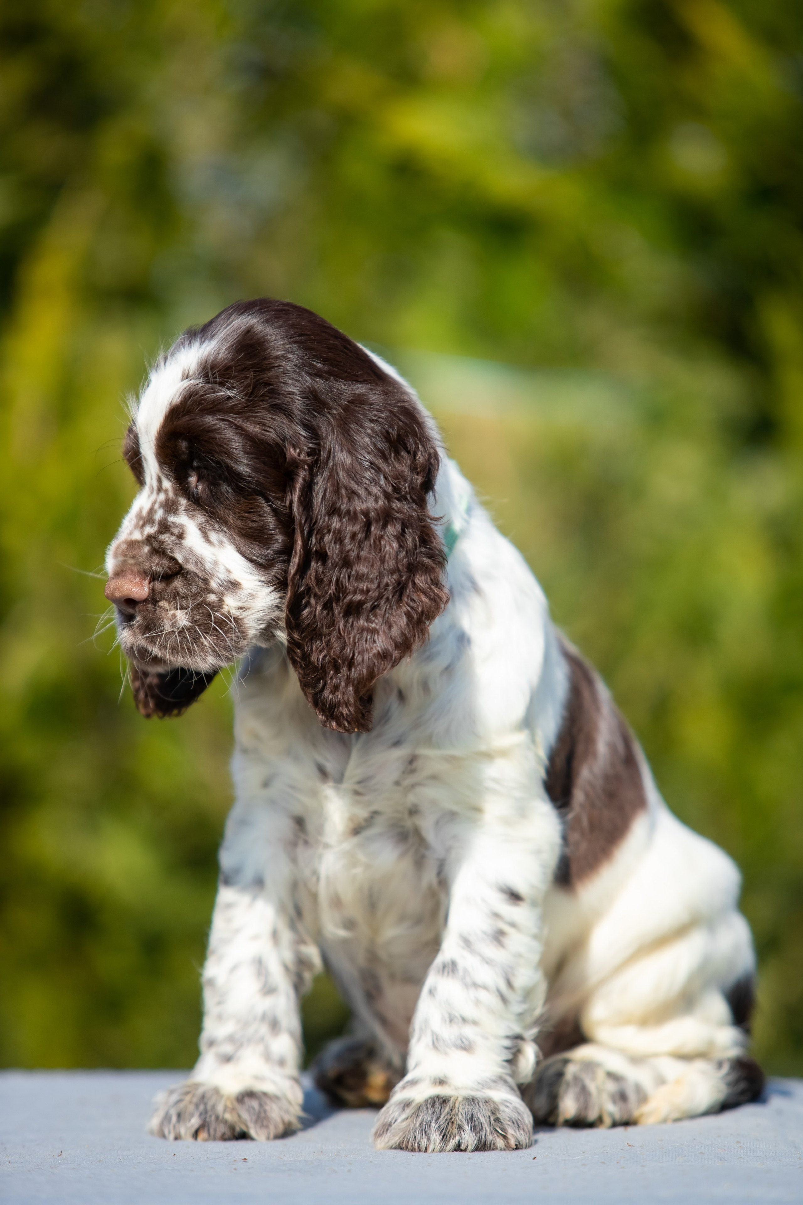 Male — Blue collar 💙. Website of the titled stud dog of the Springer Spaniel breed