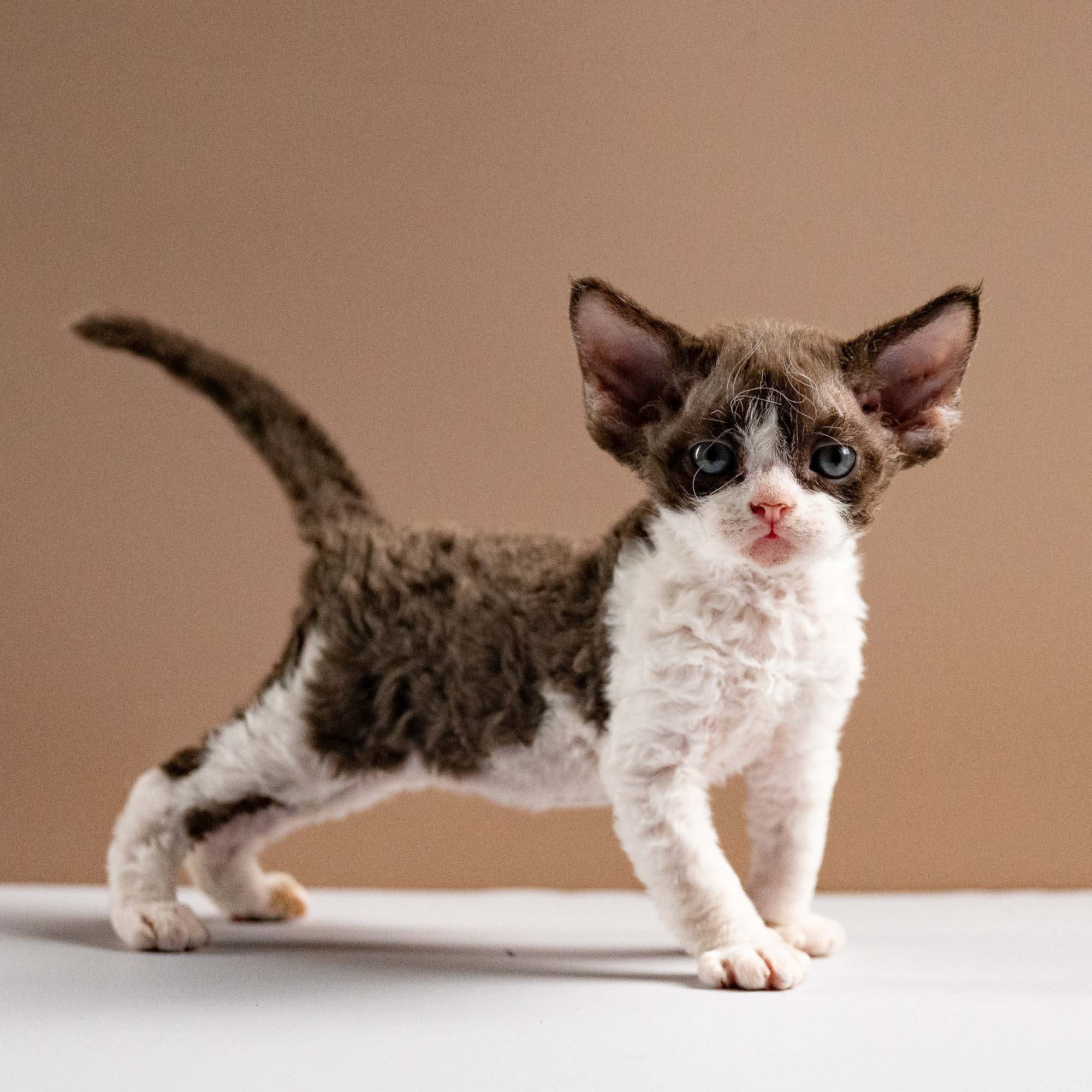 Pascal, boy, born 02.11.26. Devon Rex Pixie Cattery