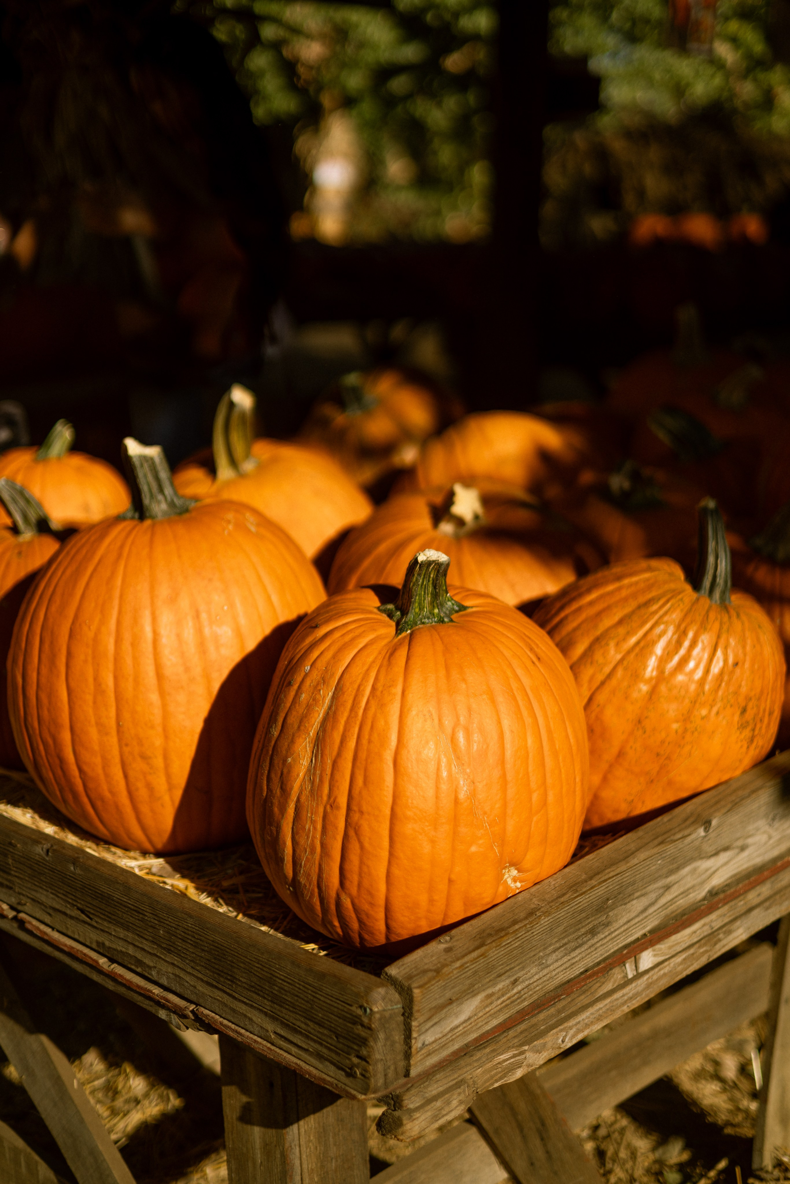 Pumpkin Patch Wallpapers. Photographer in Los Angeles. Julia Ishmuratova