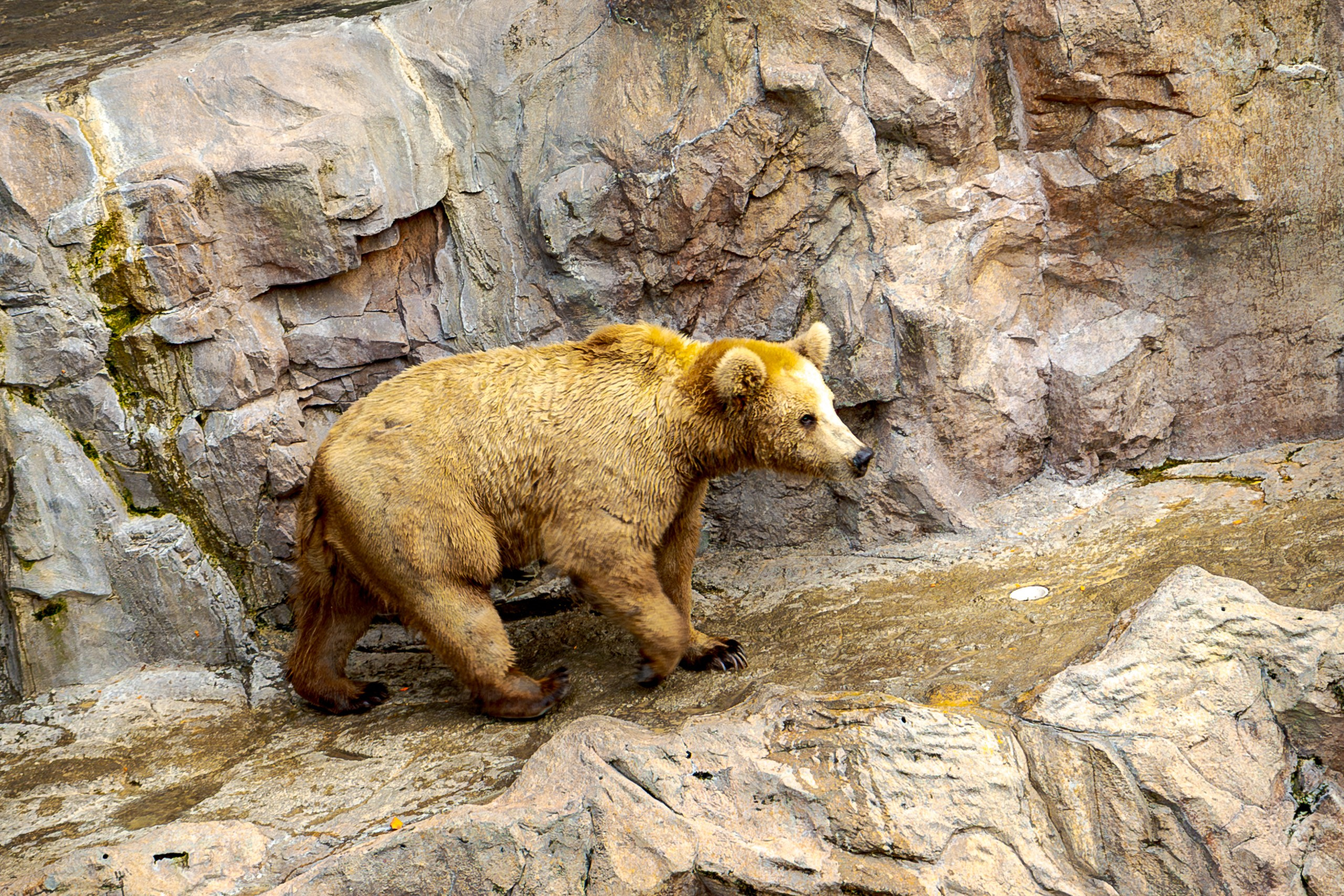 Дневной парад новогодняя версия