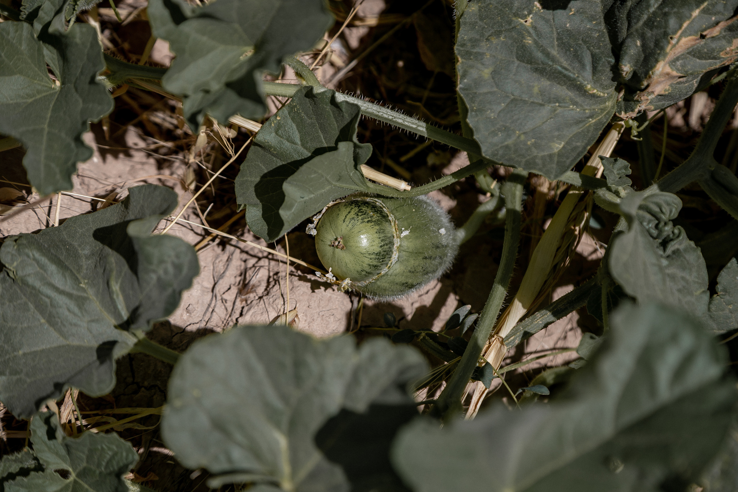 AGA KHAN FOUNDATION (Integrated Health and Habitat Improvement in Rasht Valley). Коммерческий фотограф в г. Душанбе, Орзу Собиров