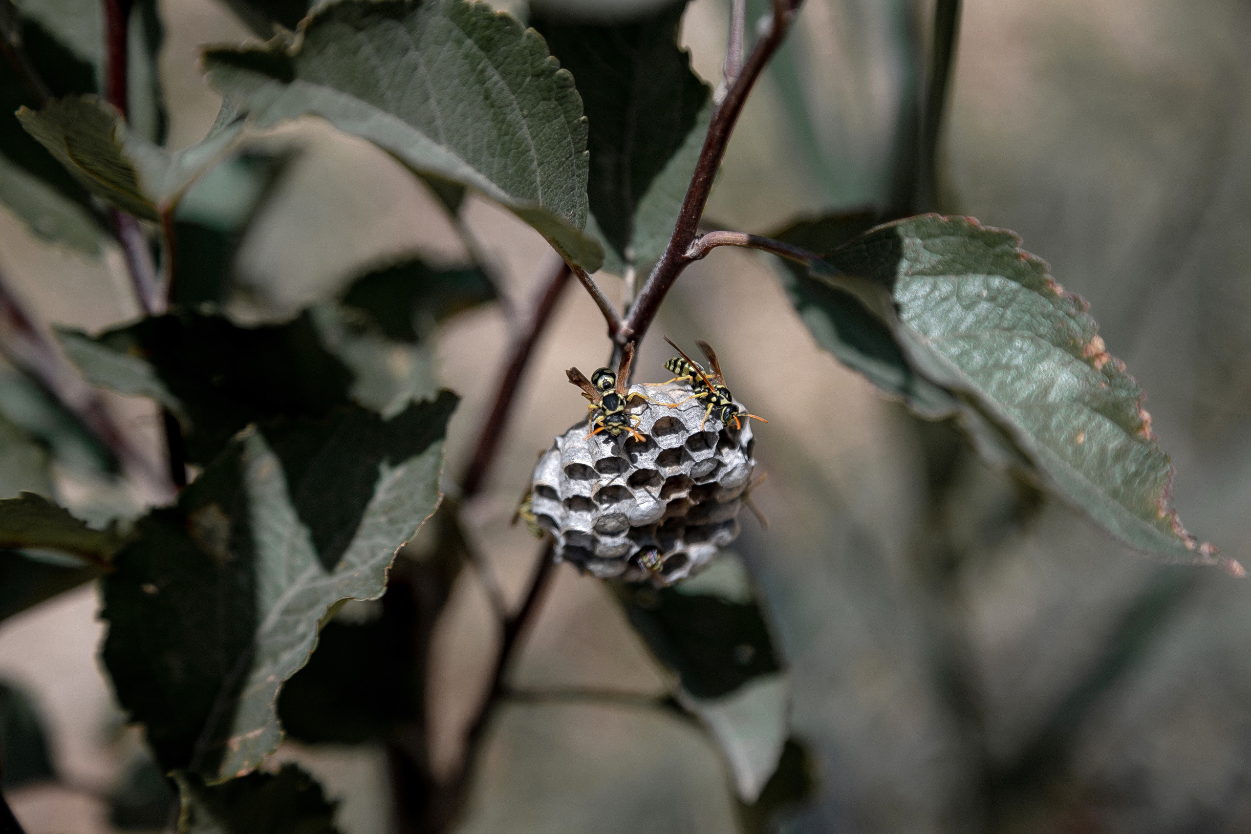 AGA KHAN FOUNDATION (Integrated Health and Habitat Improvement in Rasht Valley). Коммерческий фотограф в г. Душанбе, Орзу Собиров