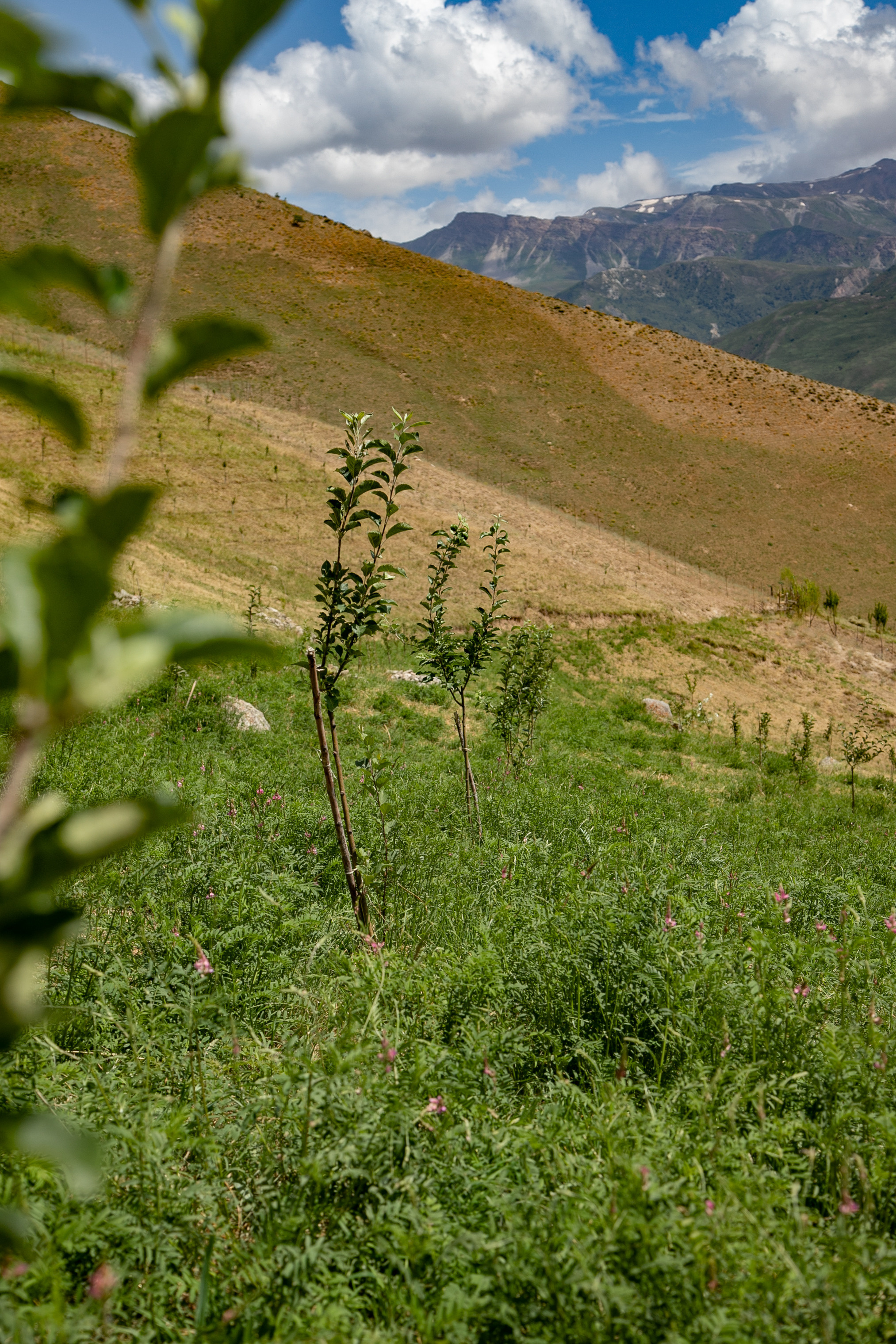 AGA KHAN FOUNDATION (Integrated Health and Habitat Improvement in Rasht Valley). Коммерческий фотограф в г. Душанбе, Орзу Собиров