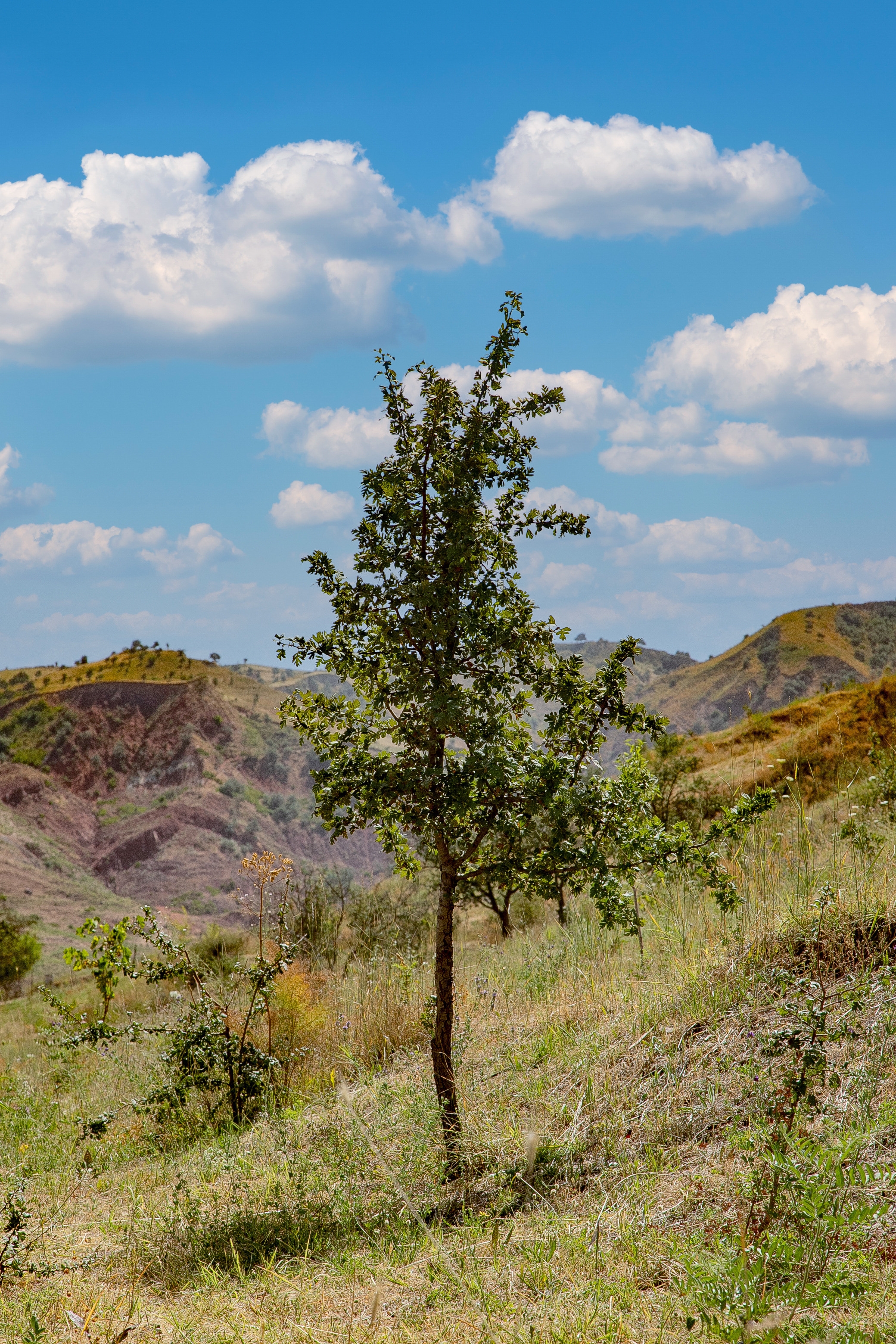 AGA KHAN FOUNDATION (Integrated Health and Habitat Improvement in Rasht Valley). Коммерческий фотограф в г. Душанбе, Орзу Собиров