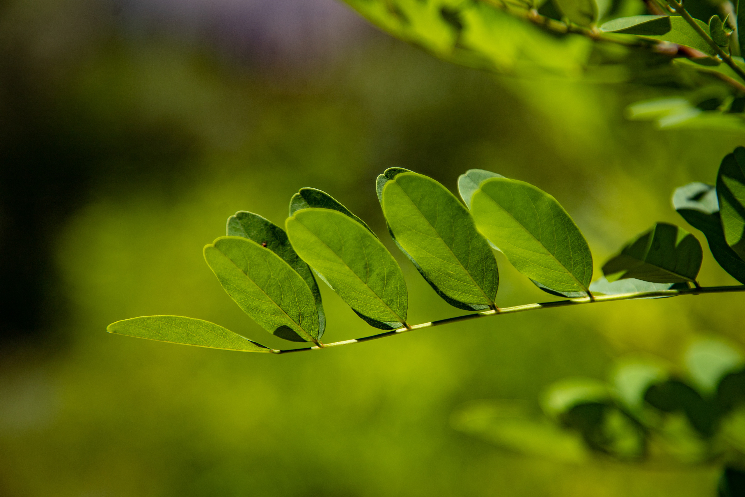 AGA KHAN FOUNDATION (Integrated Health and Habitat Improvement in Rasht Valley). Коммерческий фотограф в г. Душанбе, Орзу Собиров