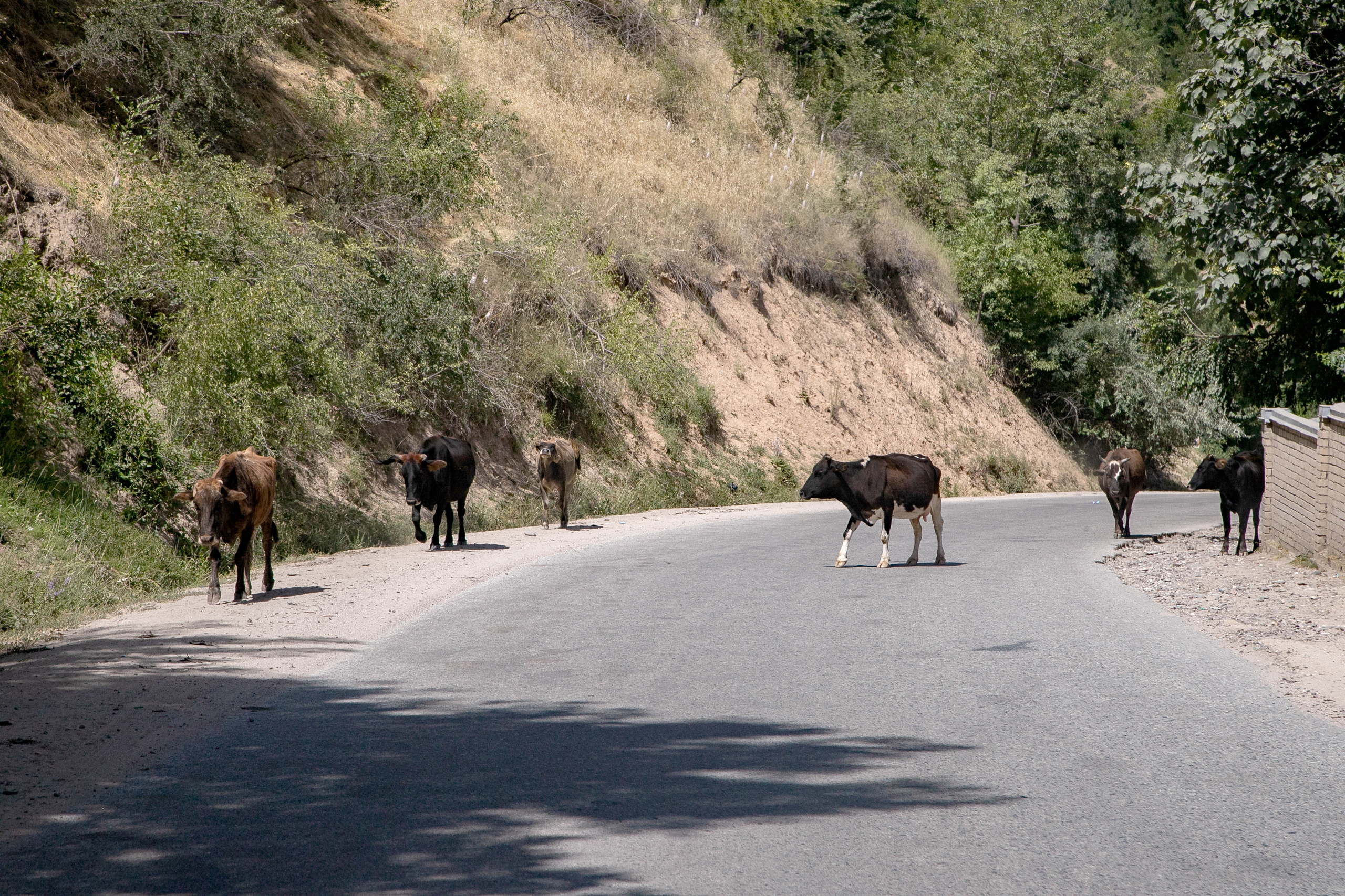 AGA KHAN FOUNDATION (Integrated Health and Habitat Improvement in Rasht Valley). Коммерческий фотограф в г. Душанбе, Орзу Собиров