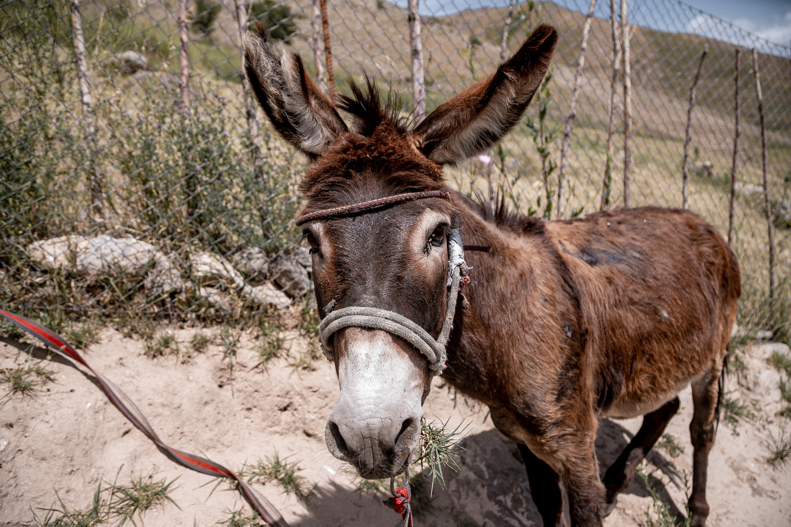 AGA KHAN FOUNDATION (Integrated Health and Habitat Improvement in Rasht Valley). Коммерческий фотограф в г. Душанбе, Орзу Собиров