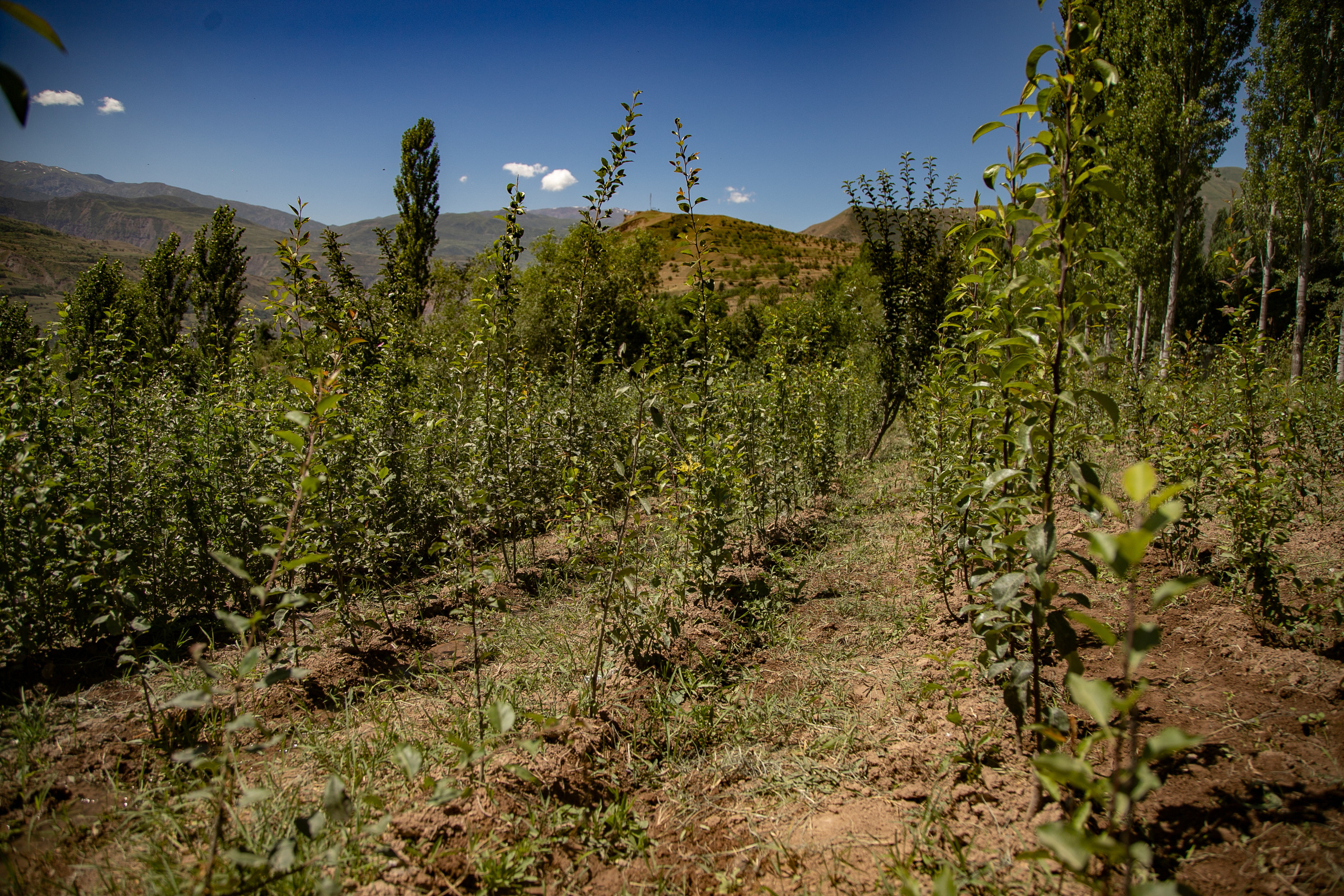 AGA KHAN FOUNDATION (Integrated Health and Habitat Improvement in Rasht Valley). Коммерческий фотограф в г. Душанбе, Орзу Собиров