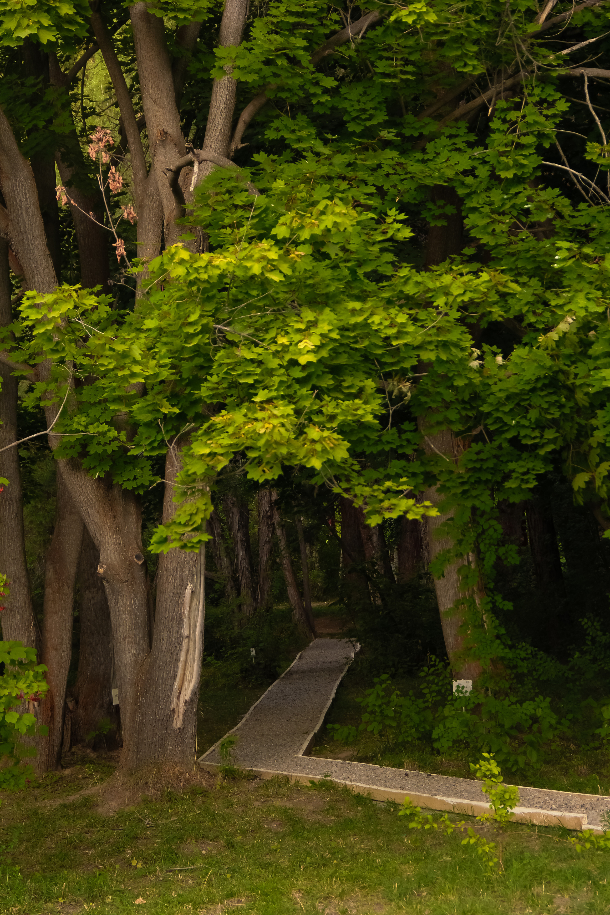 Природа. Коммерческий фотограф в г. Душанбе, Орзу Собиров