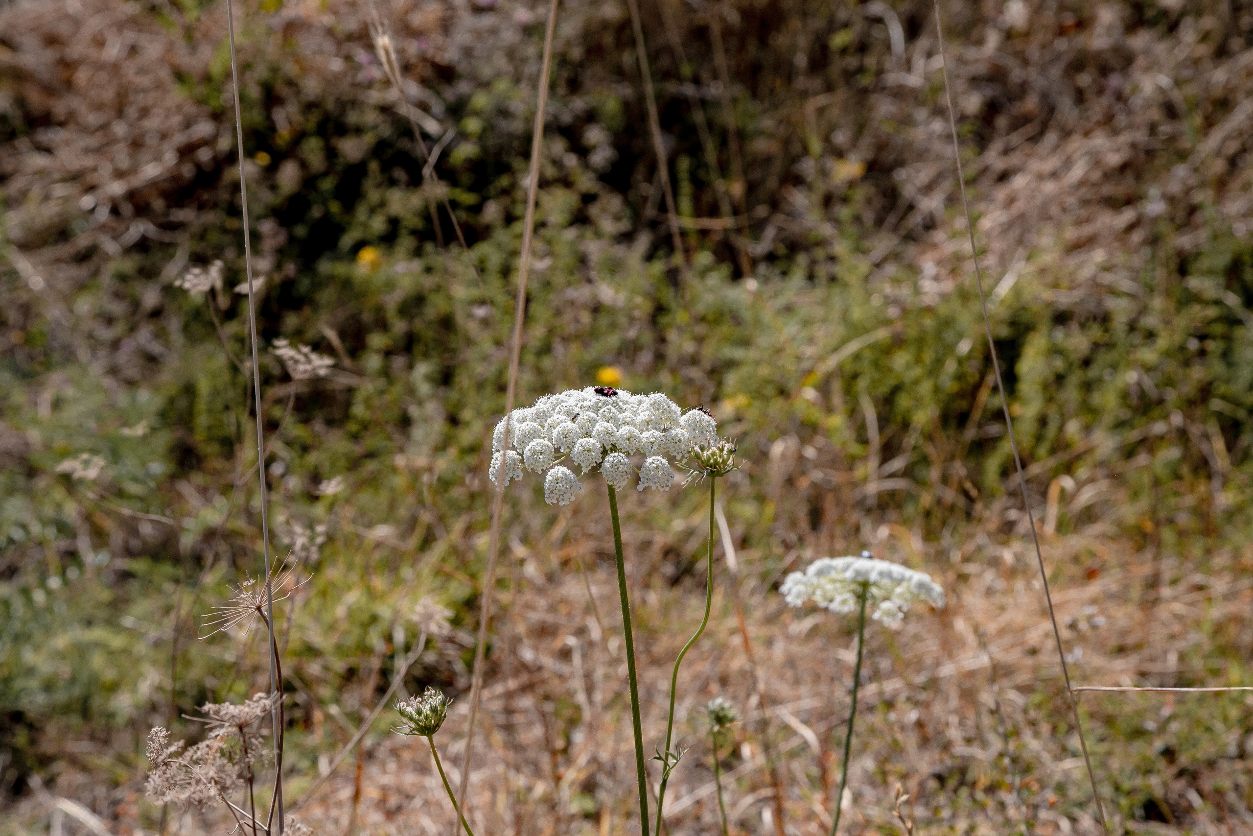 AGA KHAN FOUNDATION (Integrated Health and Habitat Improvement in Rasht Valley). Коммерческий фотограф в г. Душанбе, Орзу Собиров