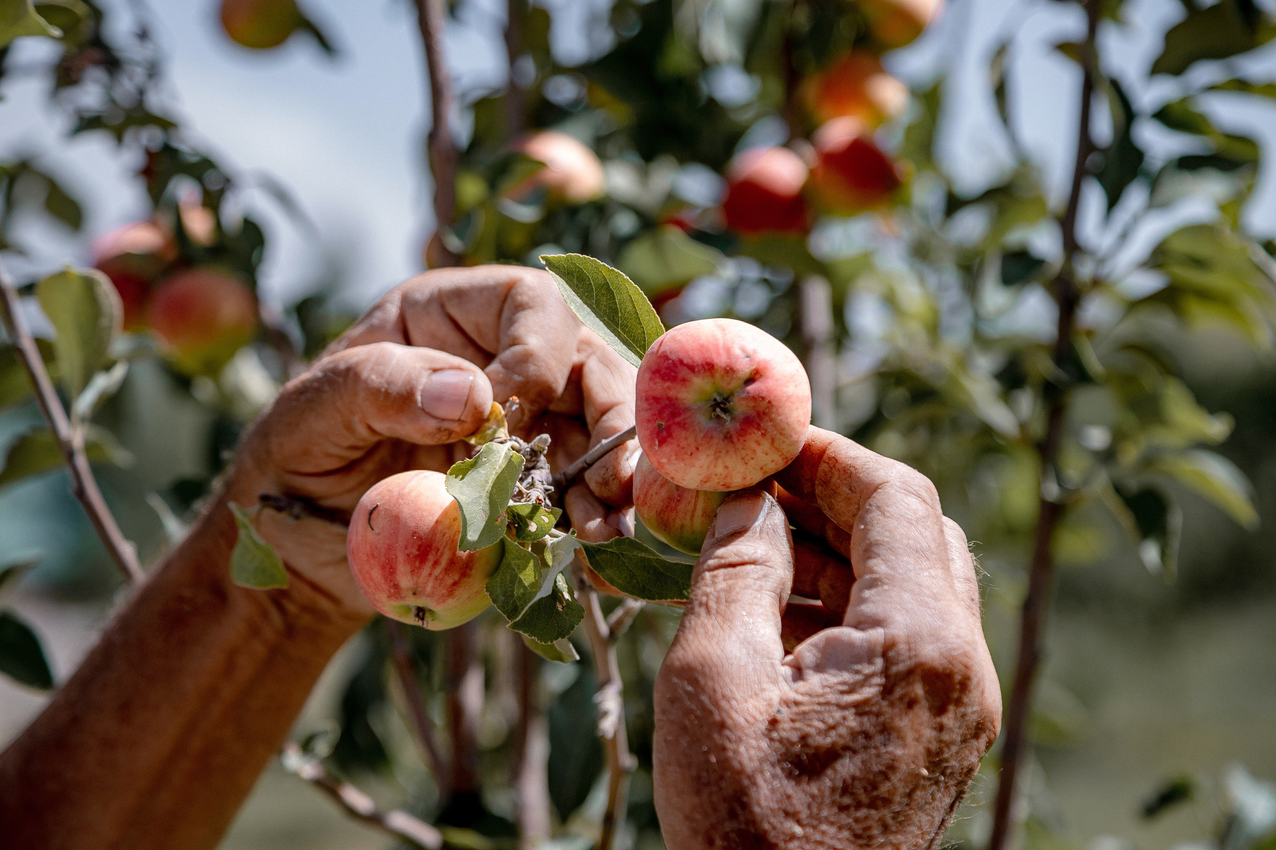 AGA KHAN FOUNDATION (Integrated Health and Habitat Improvement in Rasht Valley). Коммерческий фотограф в г. Душанбе, Орзу Собиров