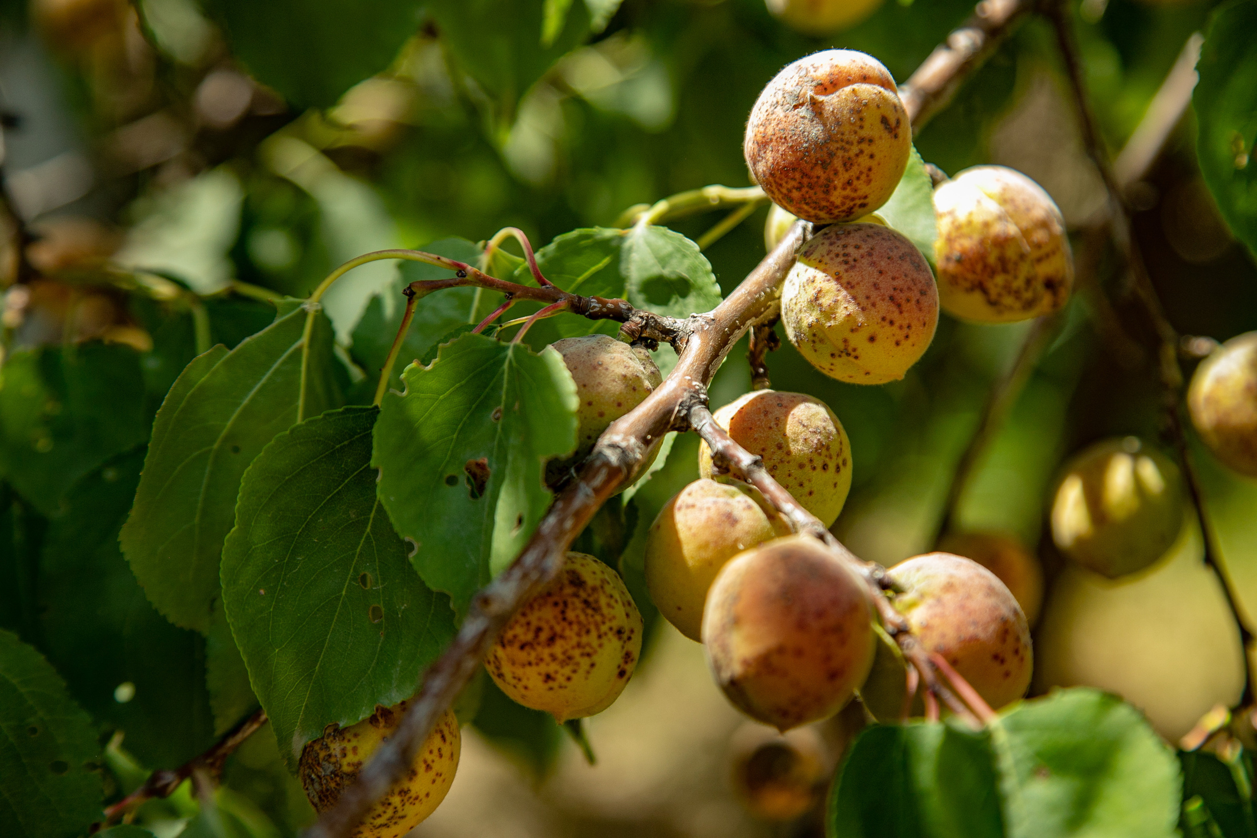 AGA KHAN FOUNDATION (Integrated Health and Habitat Improvement in Rasht Valley). Коммерческий фотограф в г. Душанбе, Орзу Собиров