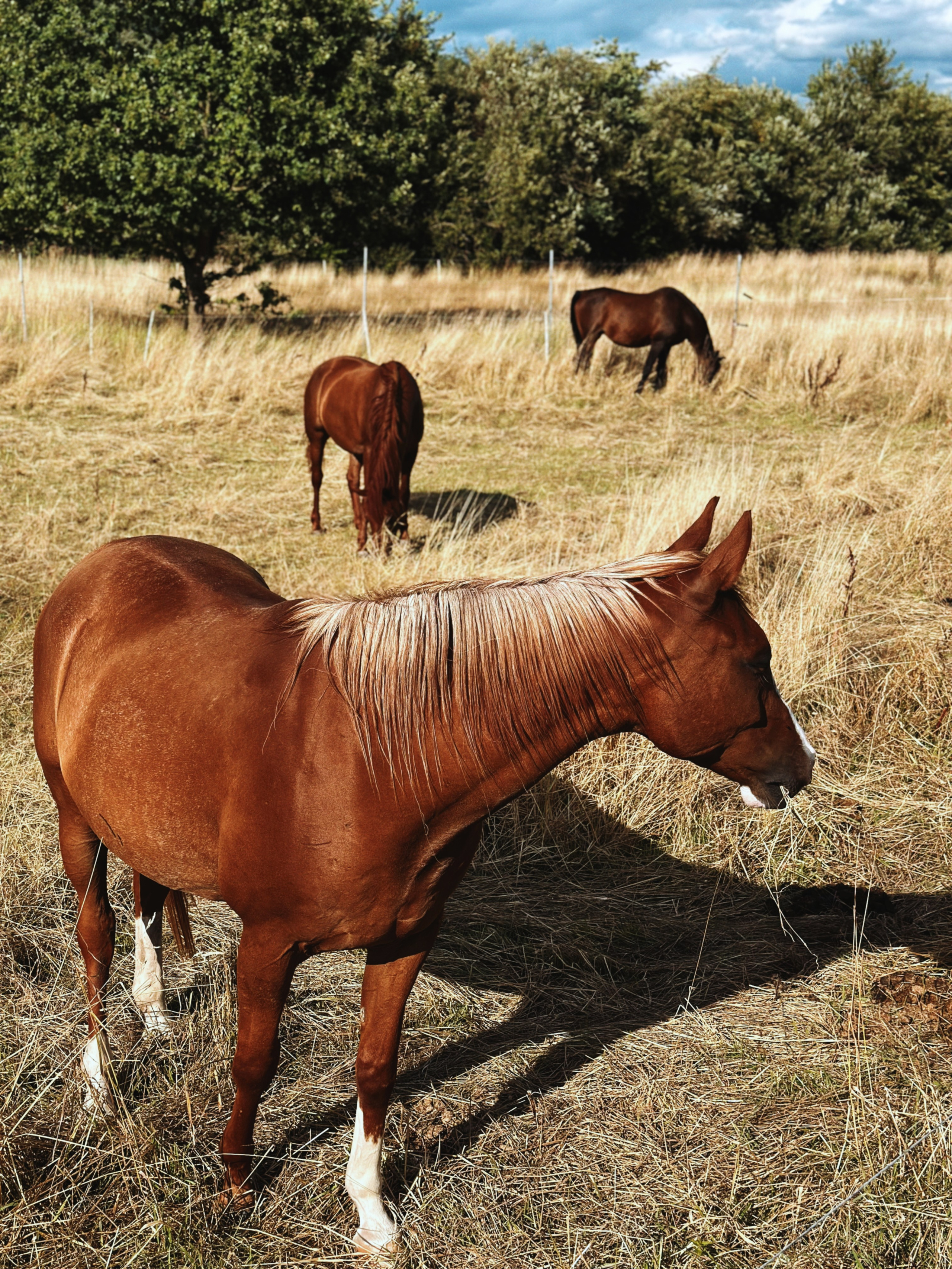 Mobilography. Artem Avanesov. Visual Content Creator