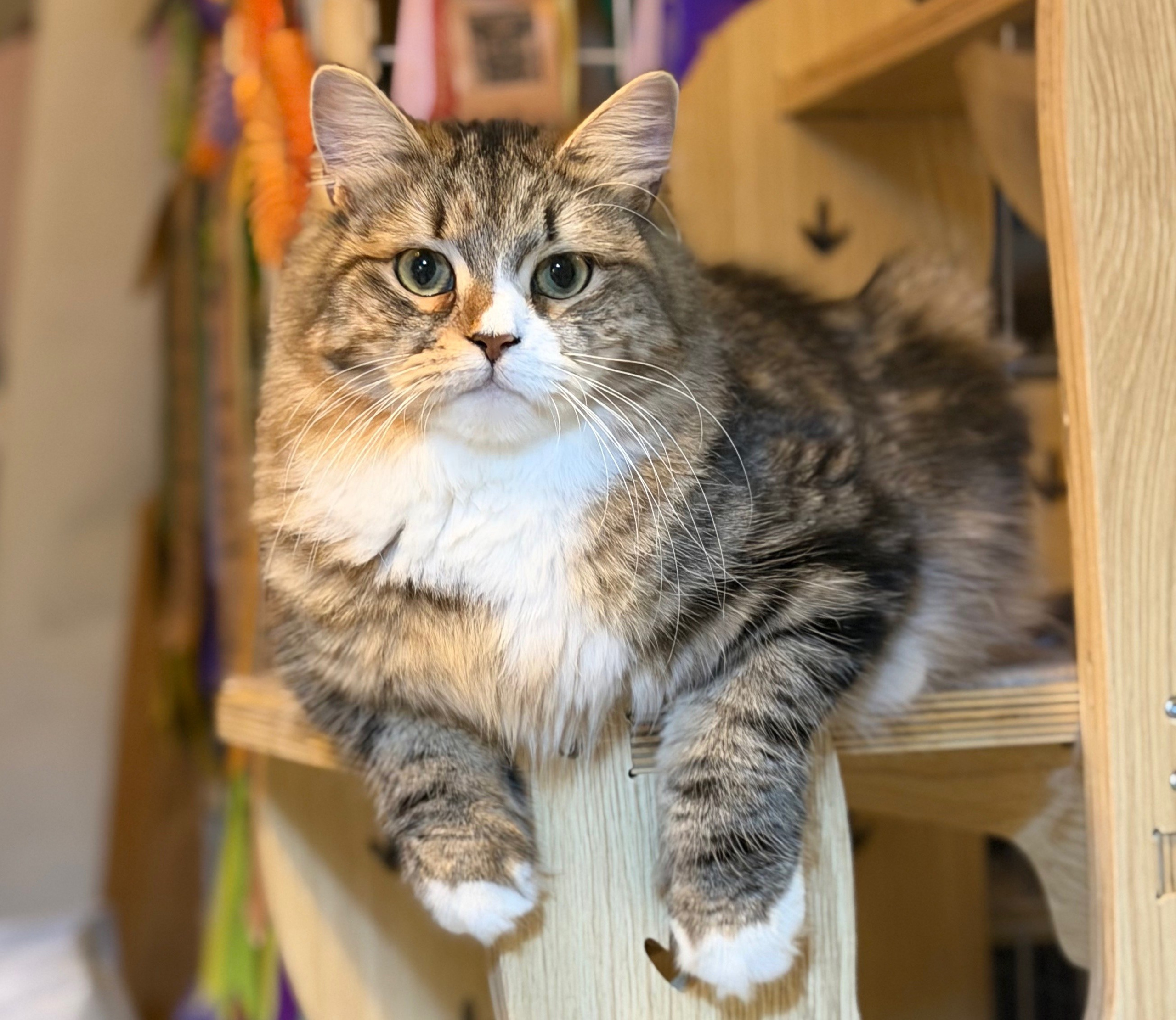 DW Sylvie (PKDef-Free; HCM: Normal 2026). LEMON GREEN SIBERIANS 香港西伯利亞貓舍