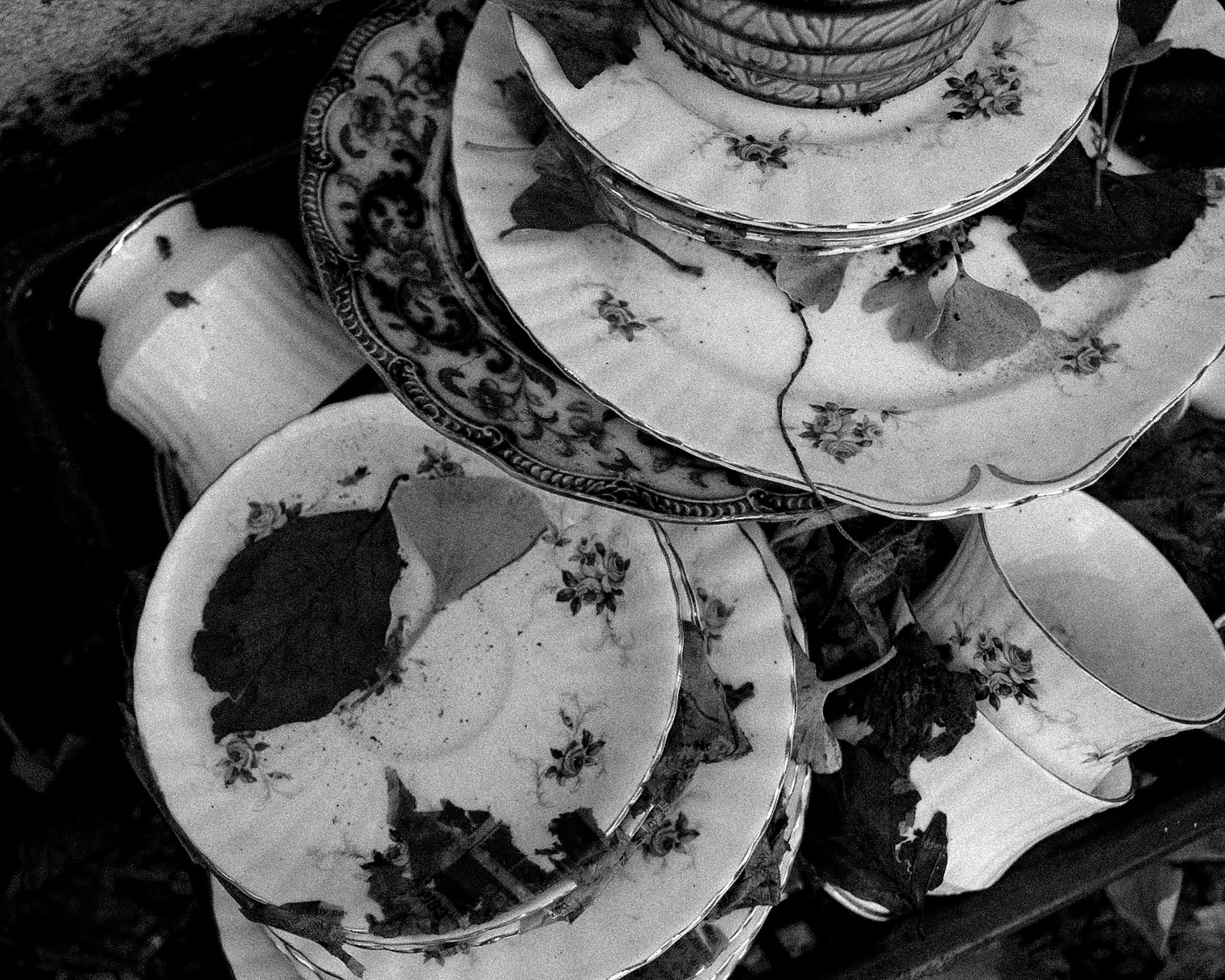 Under the ginkgo tree, Limerick 2023