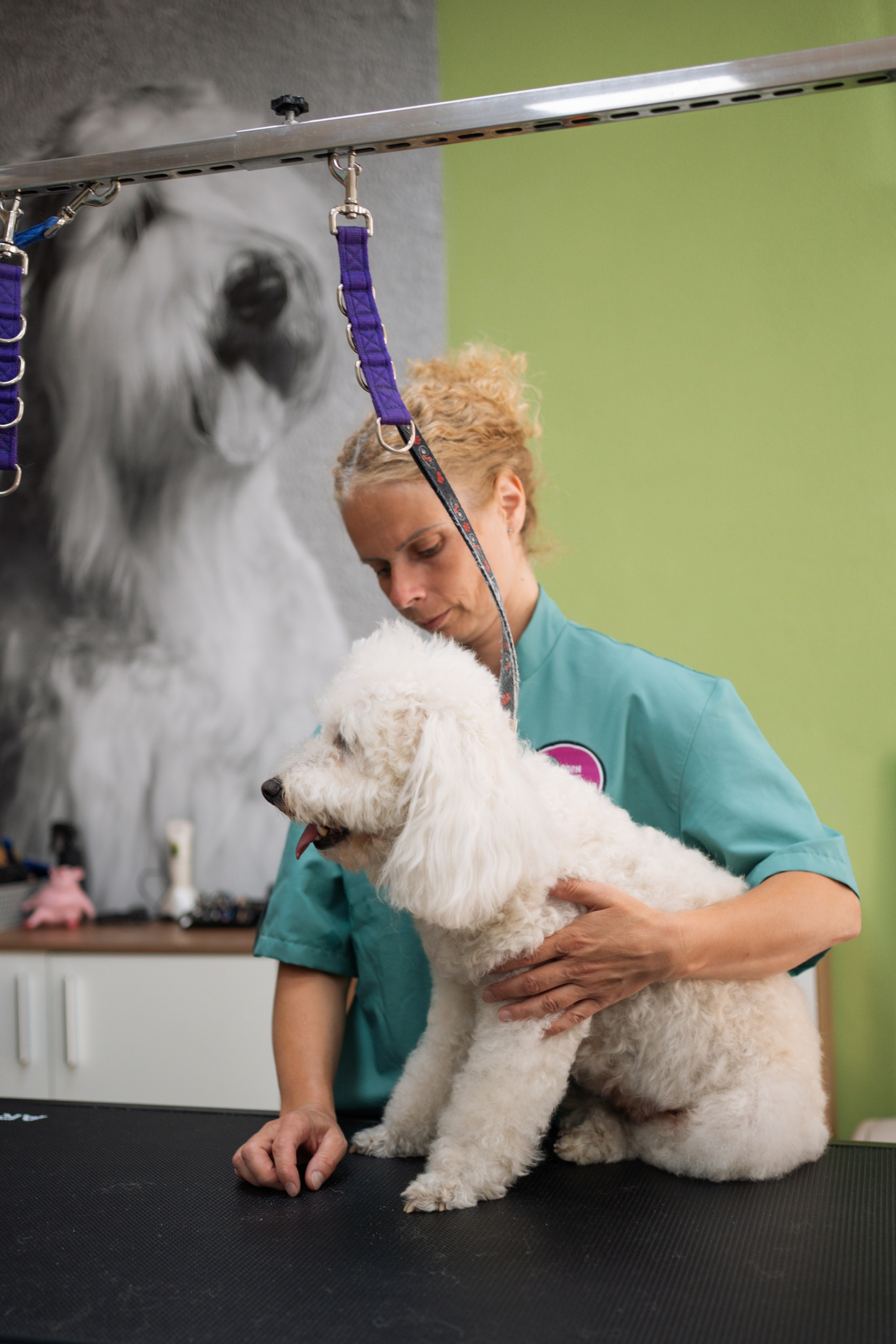 PetGroom Timisoara. Cozac Cristian Photographer