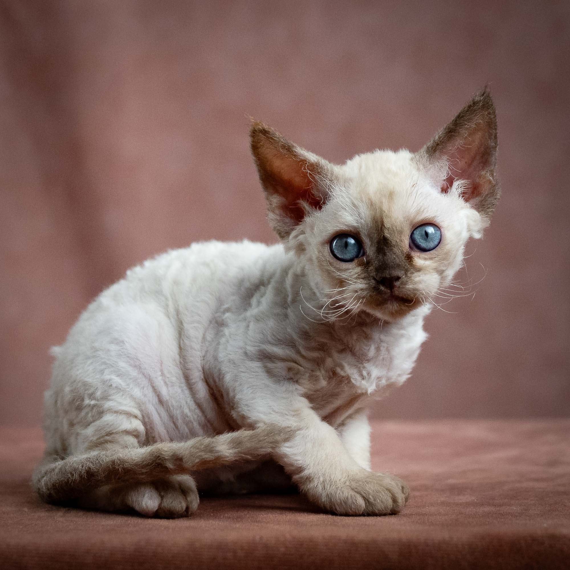 Luna, girl, born 12.20.2025. Devon Rex Pixie Cattery