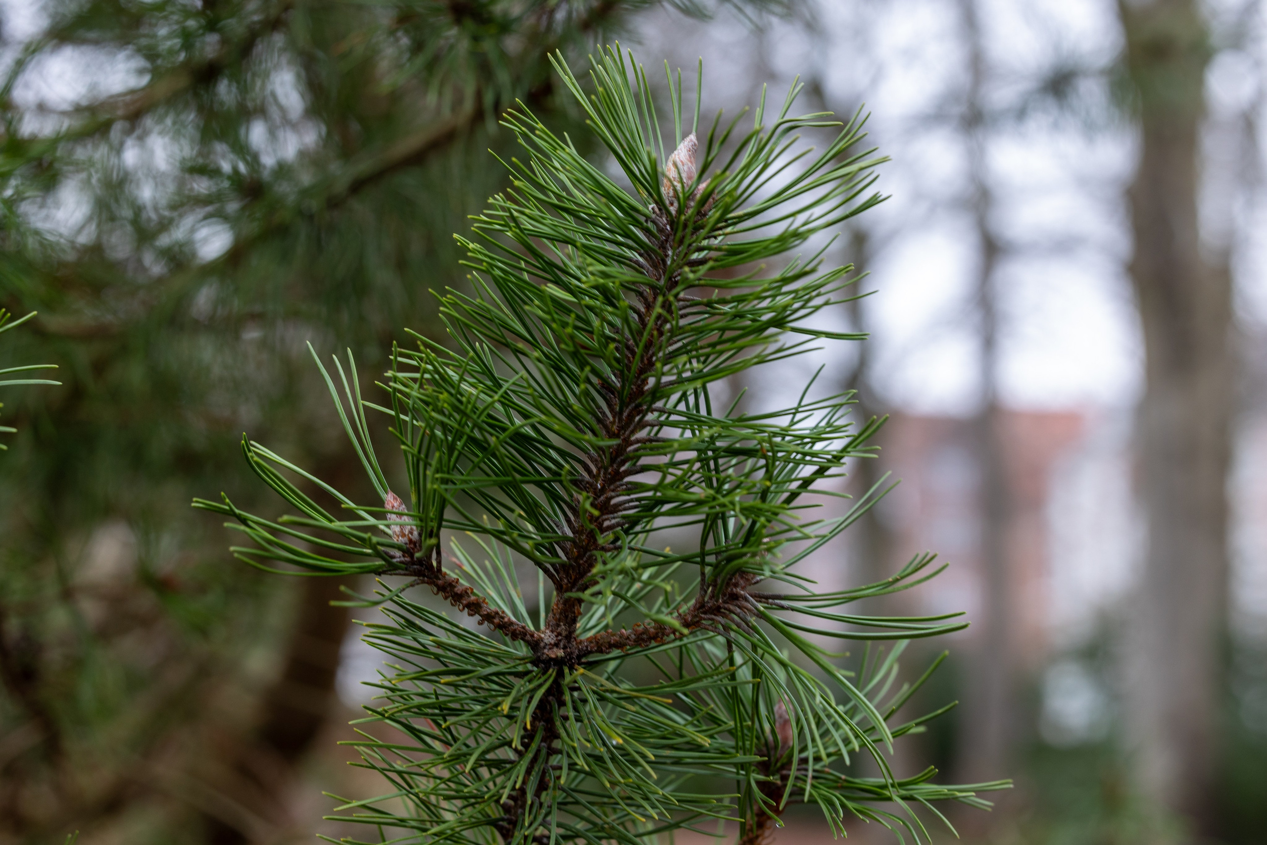 Forår. Fotograf Aarhus | Portrætfoto Århus | Flotte billeder