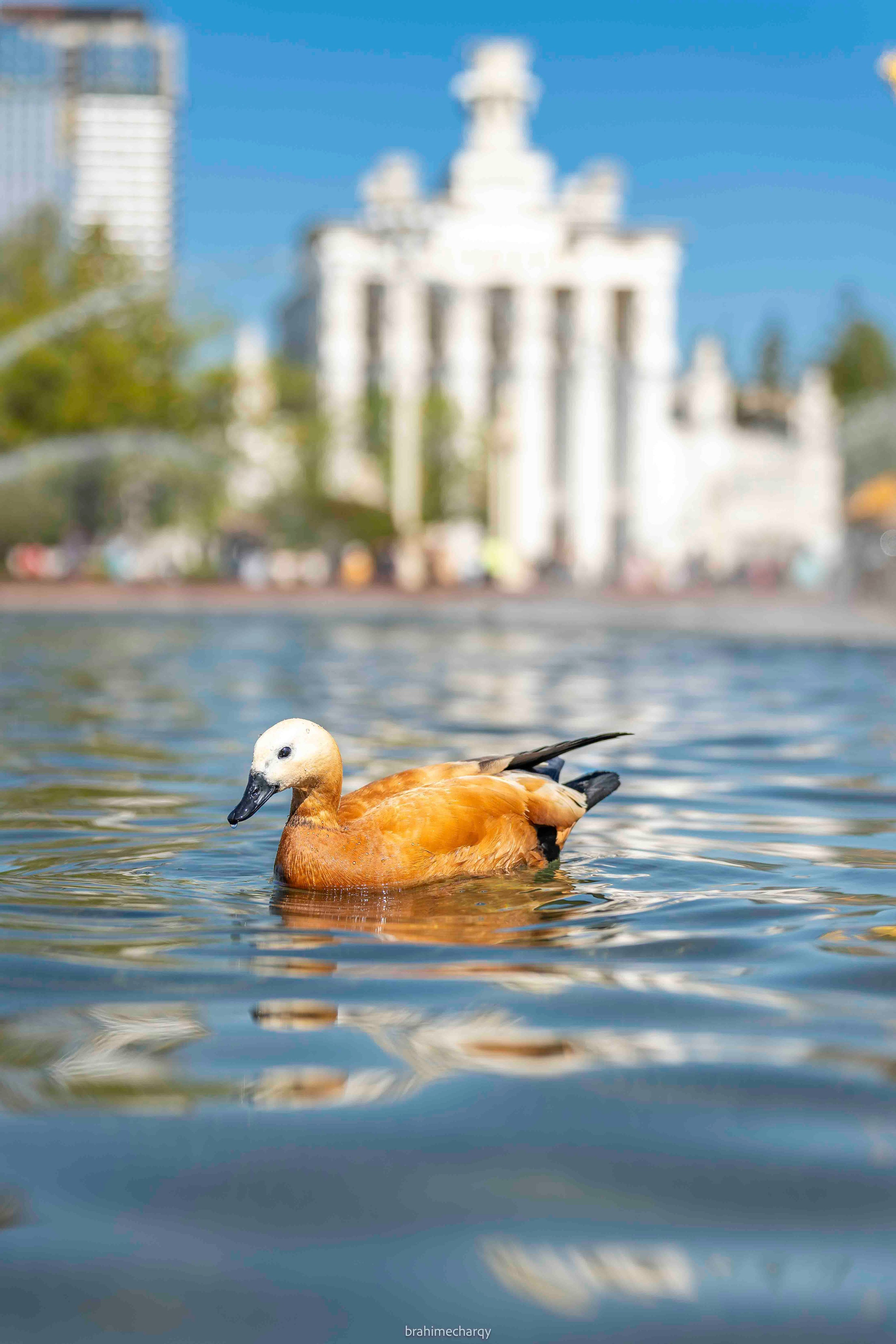 Фото. Брахим — фотограф