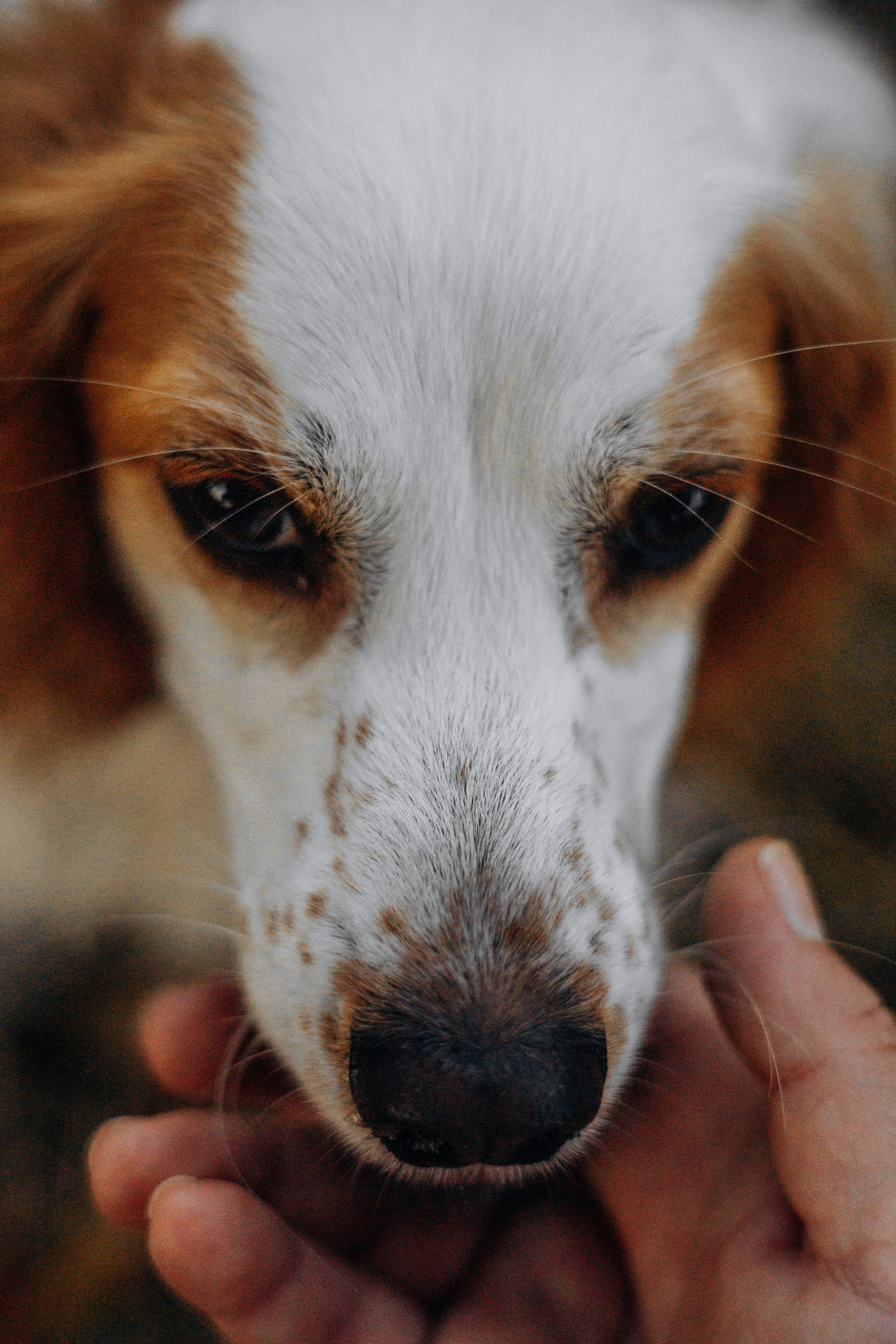 Софья и Арья. Фотограф-анималист | Белград