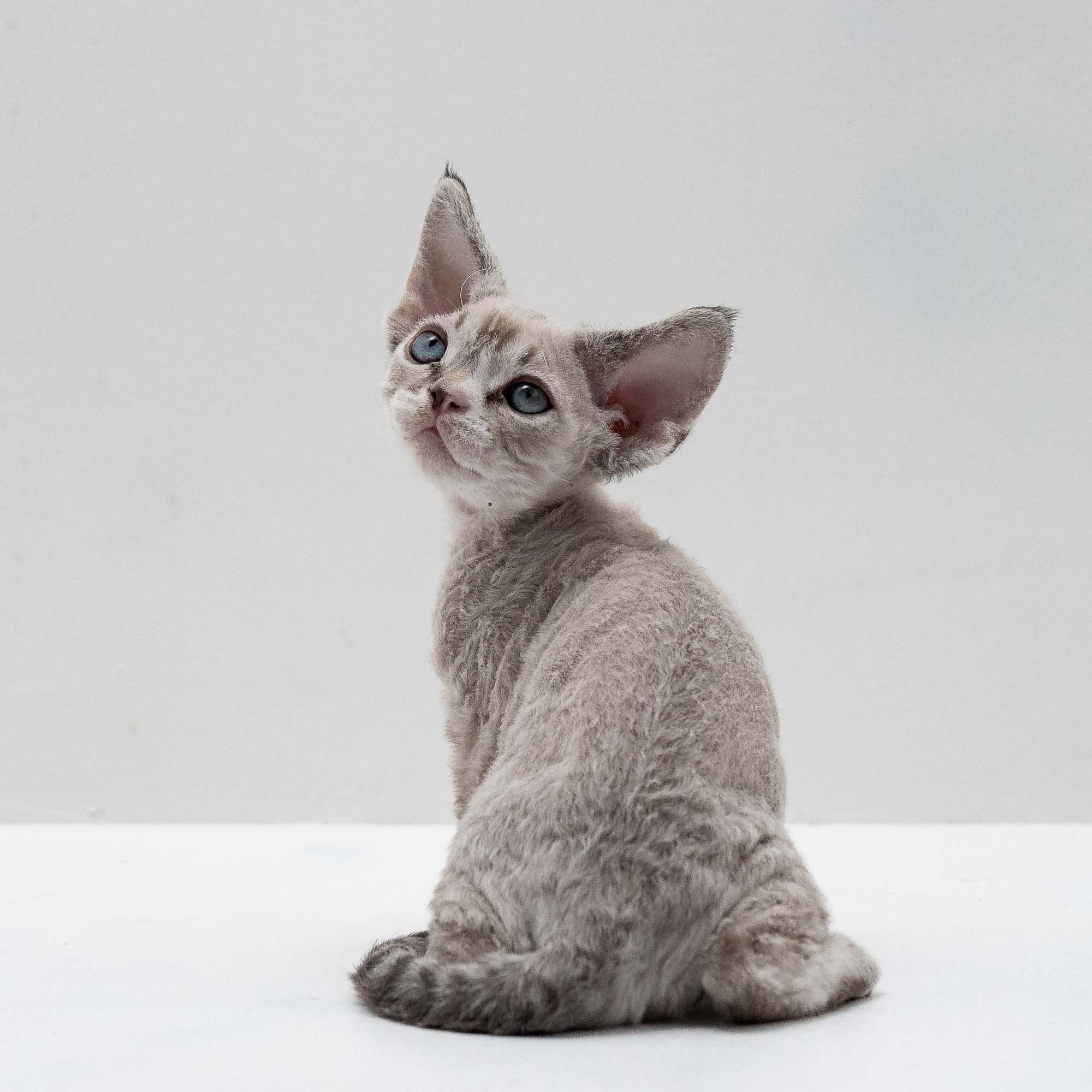 Fuzzy, boy, born on 01.01.25. Devon Rex Pixie Cattery