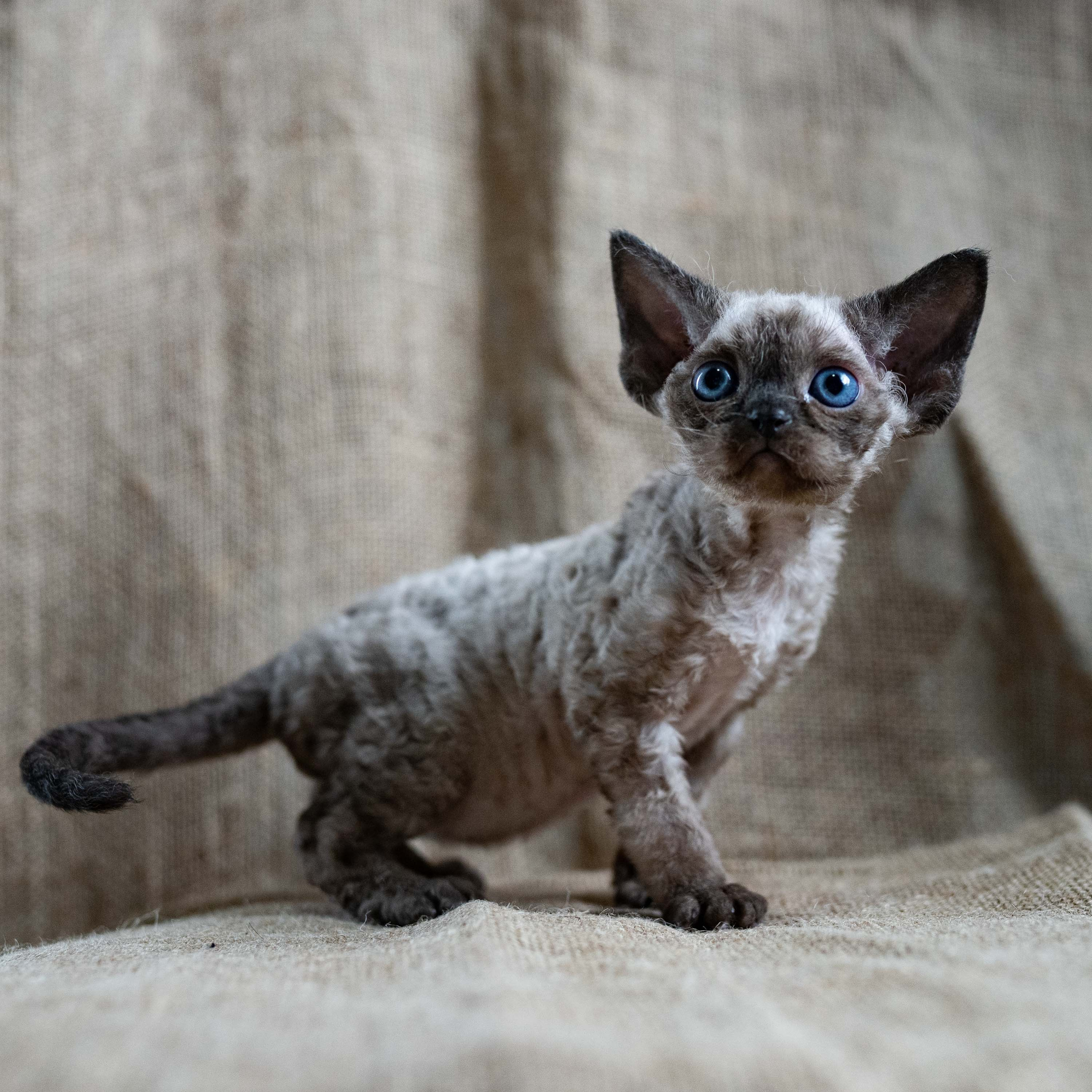 Leo, boy, born 12.20.2025. Devon Rex Pixie Cattery