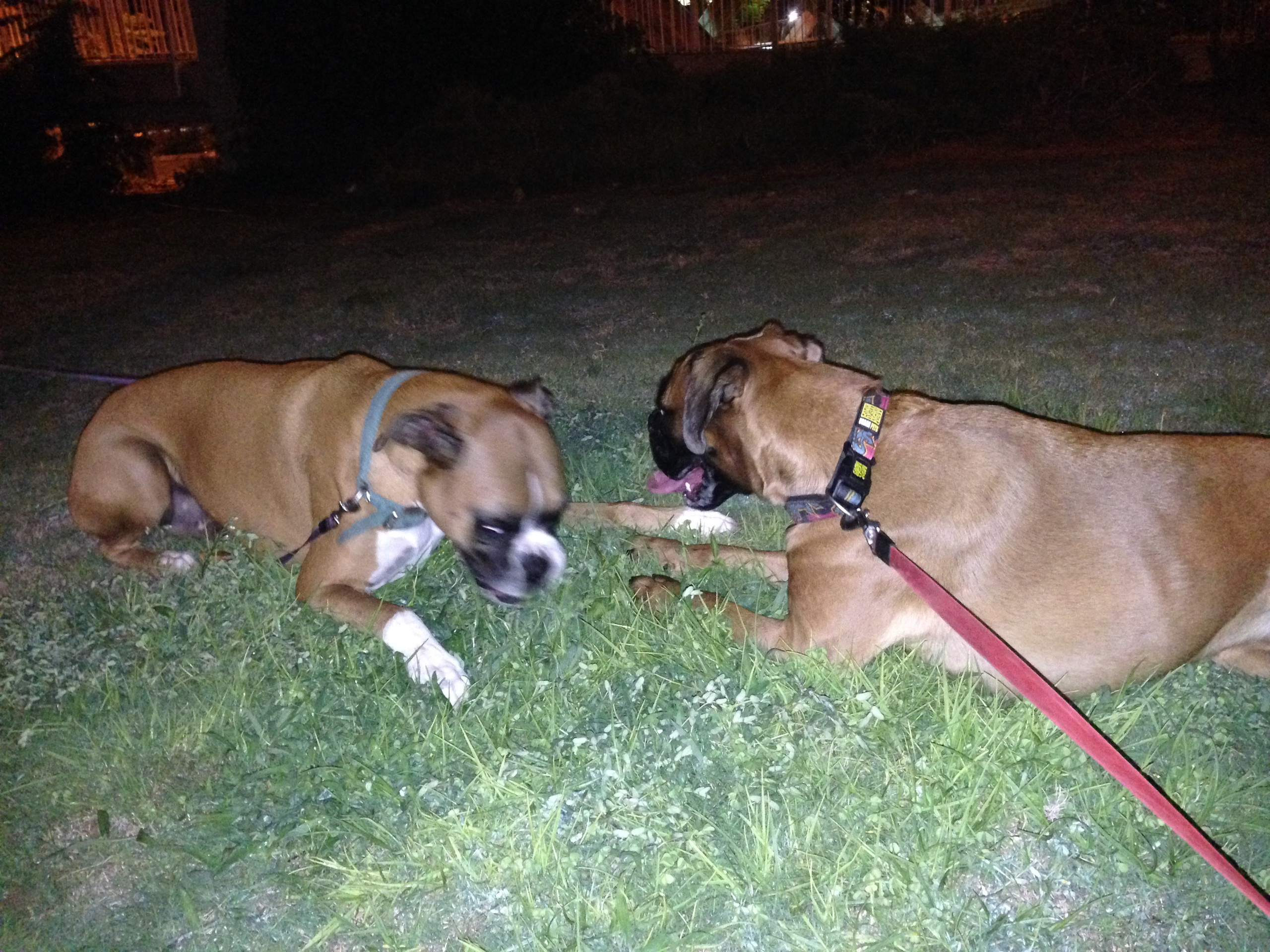 My ״Star״ Boxer Dog