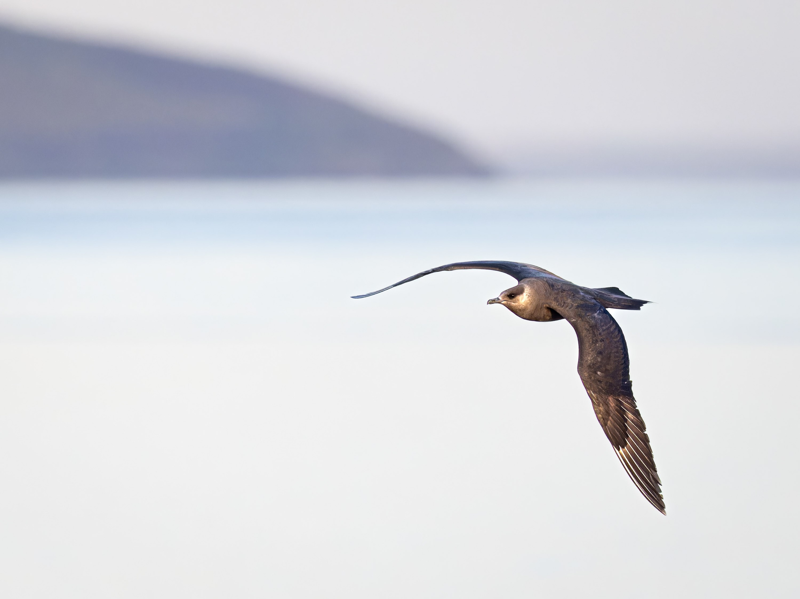 UK Wildlife Photography Gallery. Hedley Wright Photography | East Anglia Sport, Street, Wildlife, Landscape & Astrophotography