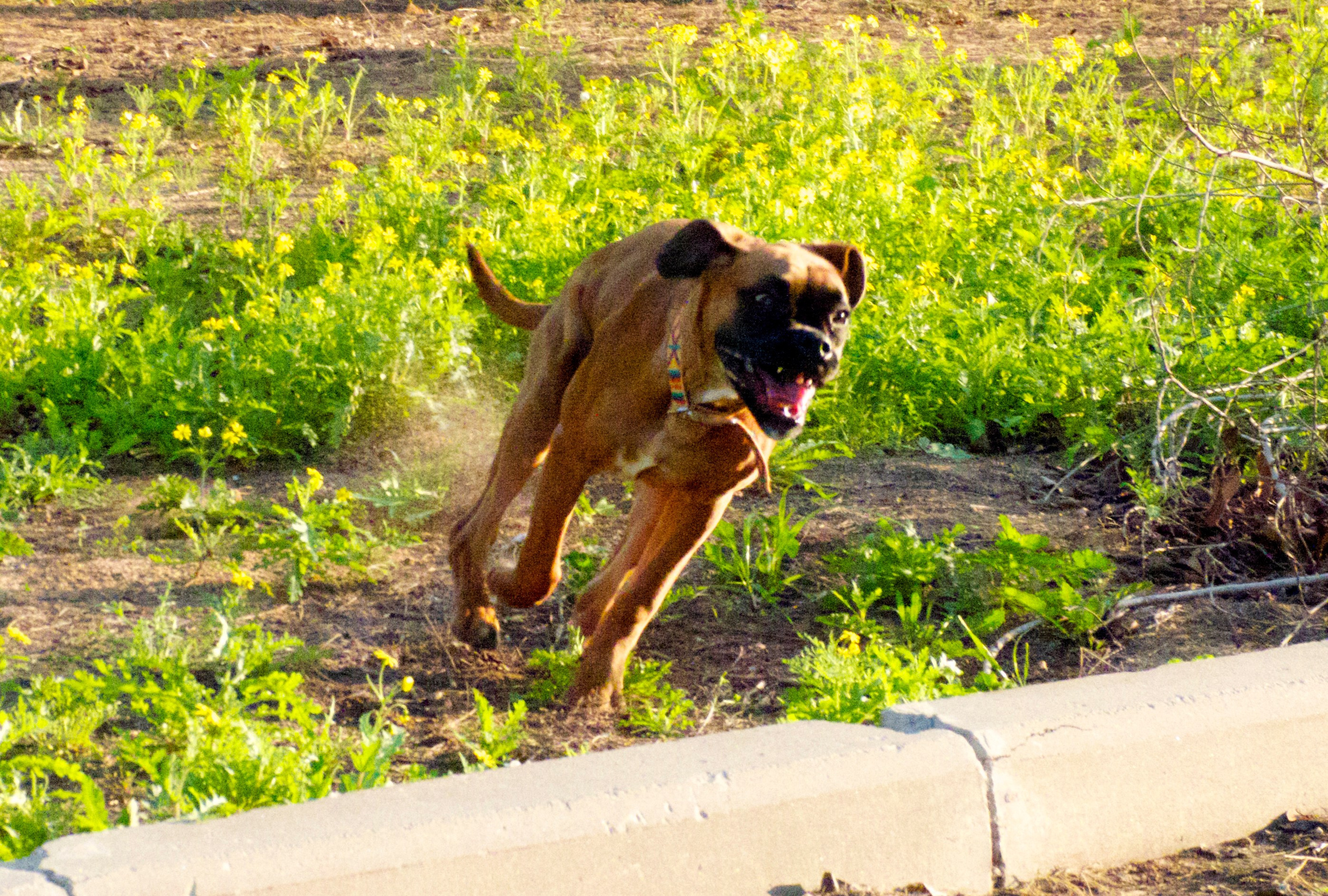 My ״Star״ Boxer Dog