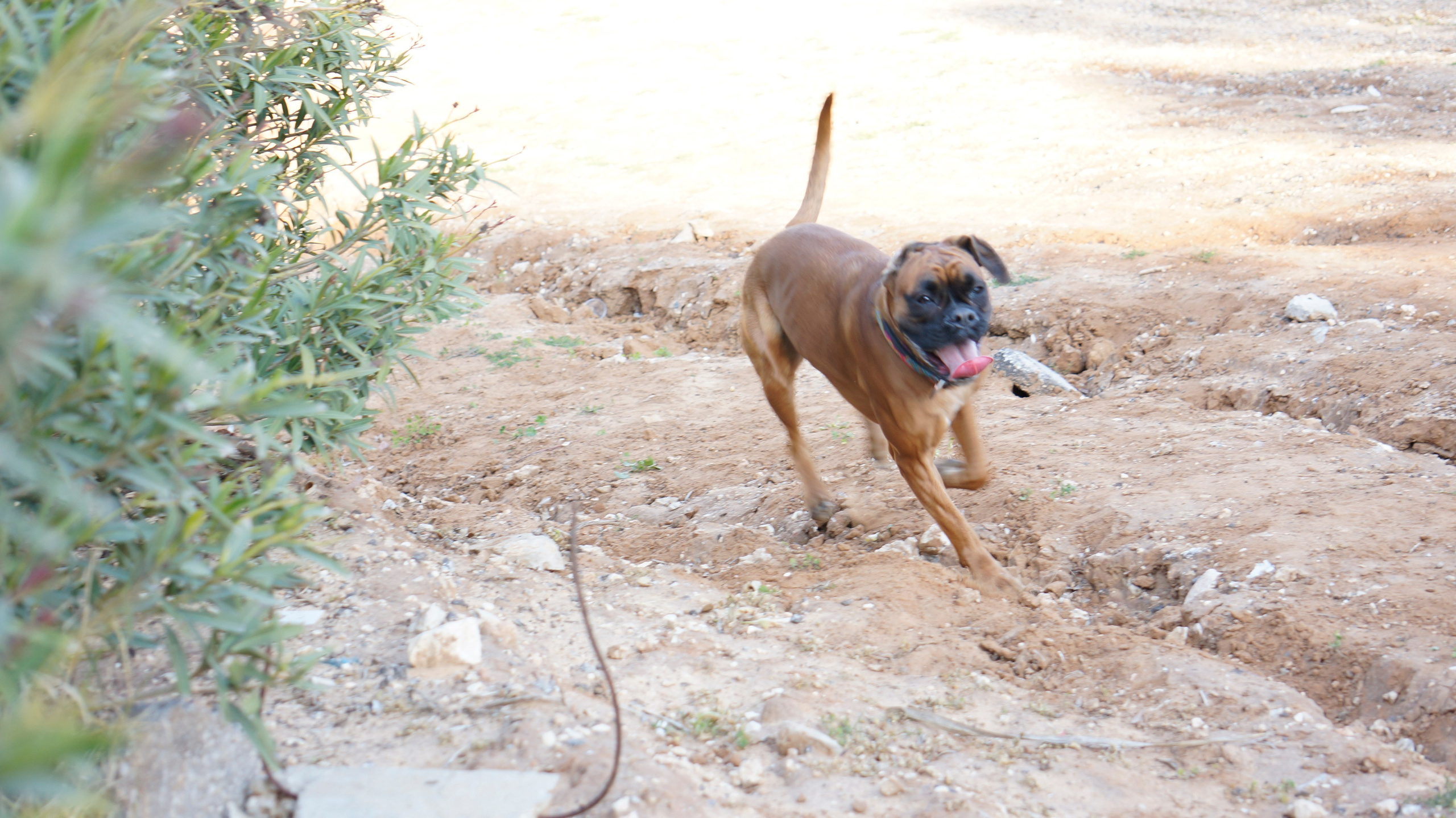 My ״Star״ Boxer Dog