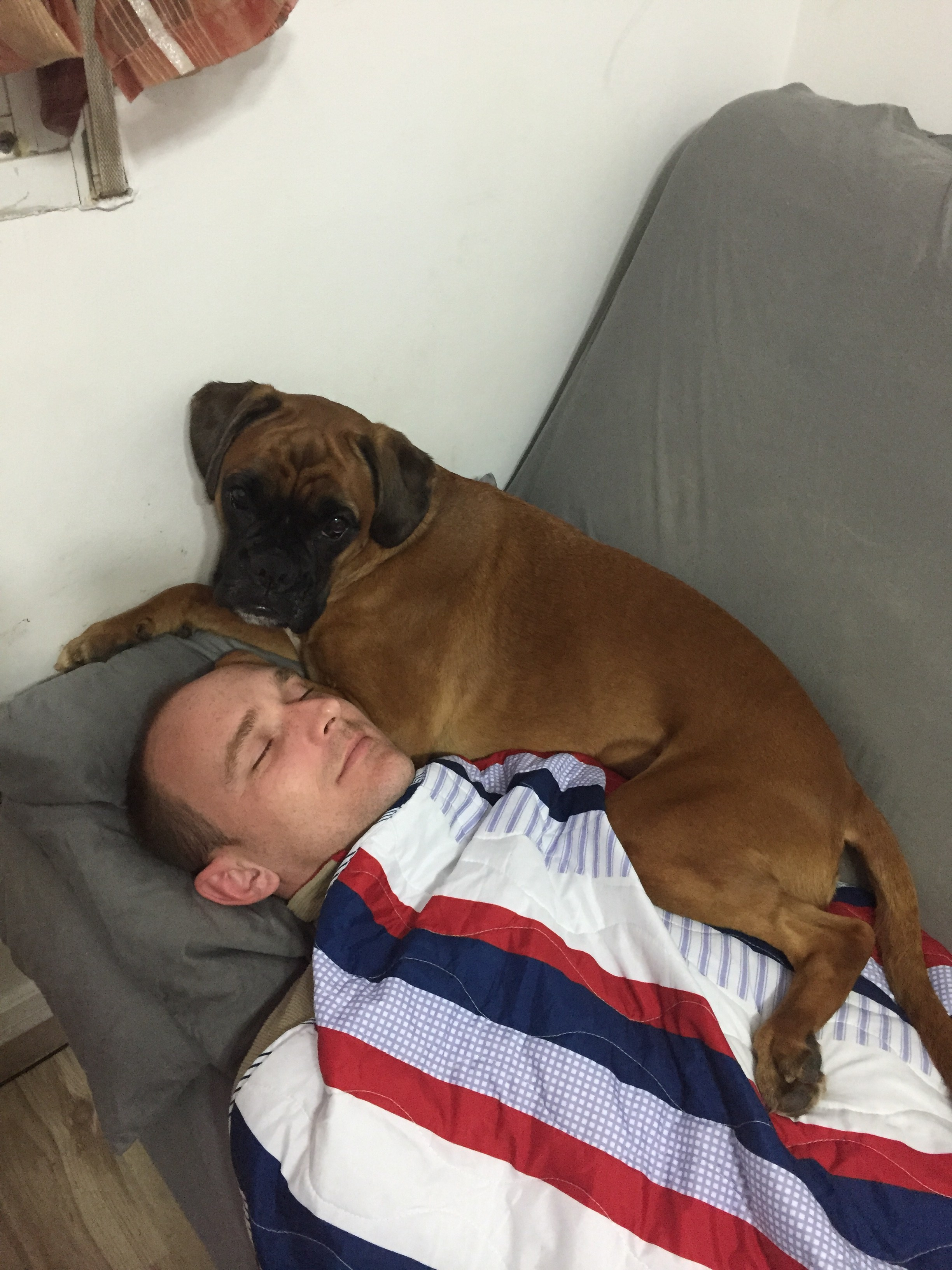 My ״Star״ Boxer Dog