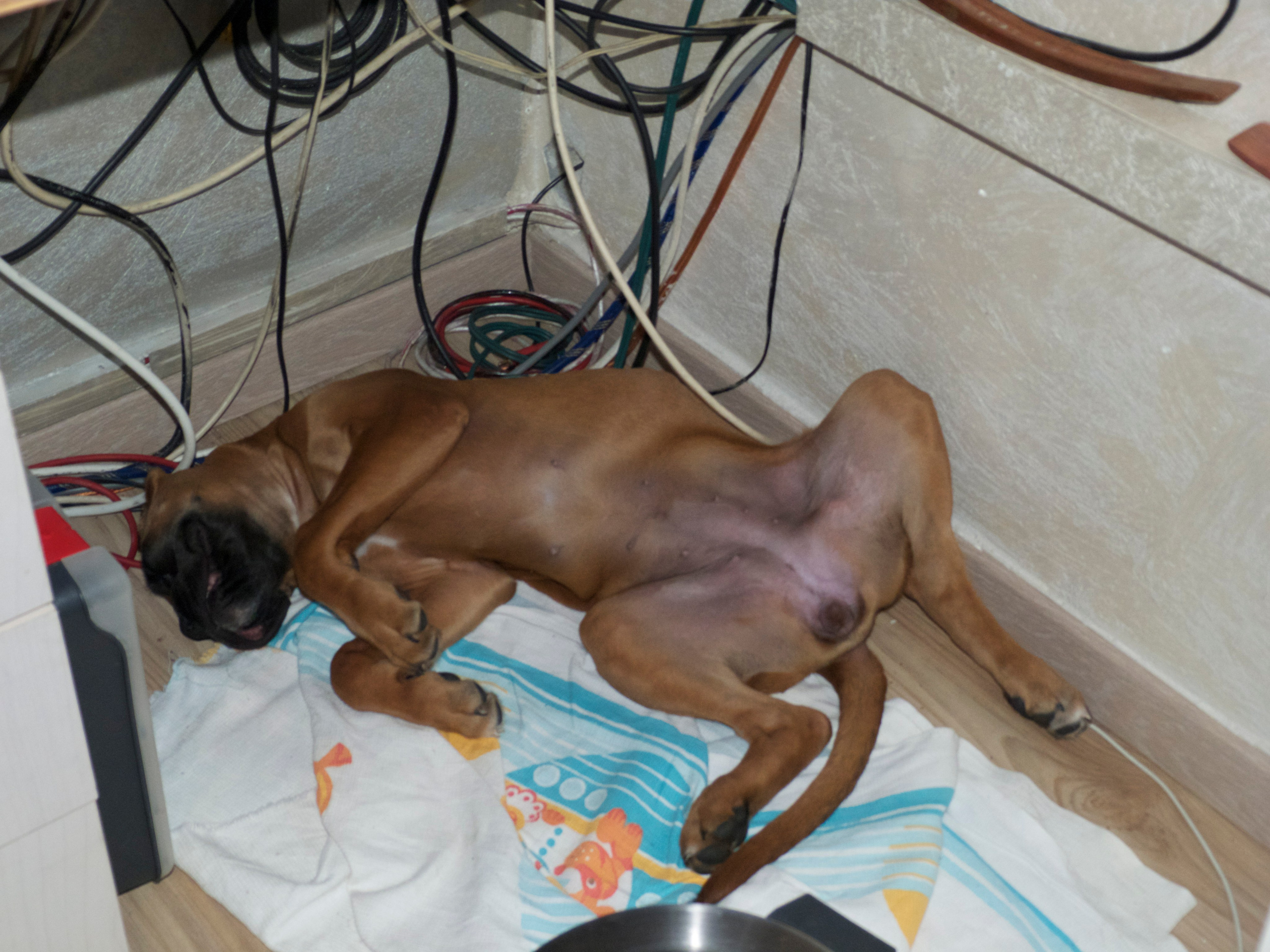 My ״Star״ Boxer Dog