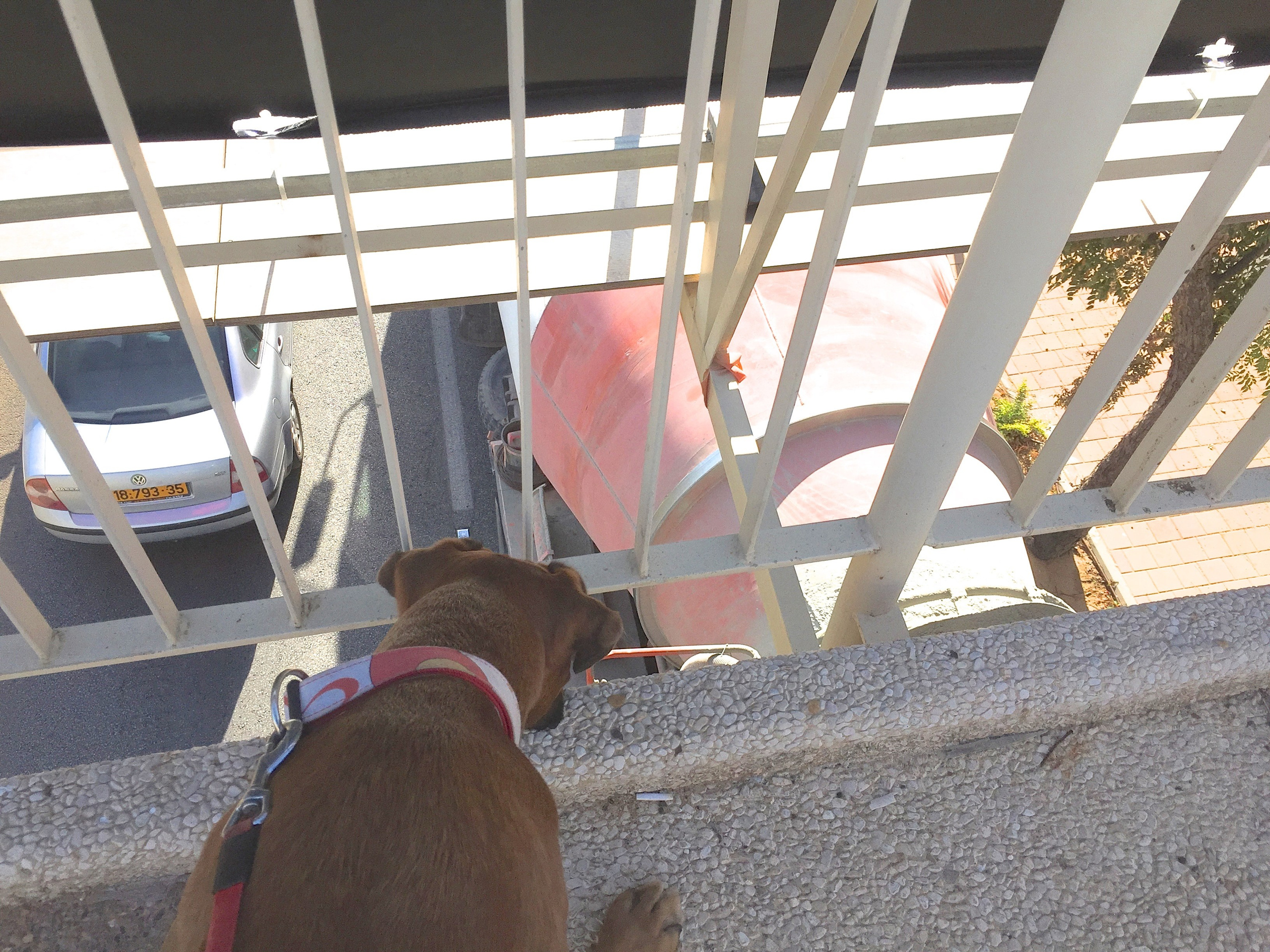 My ״Star״ Boxer Dog