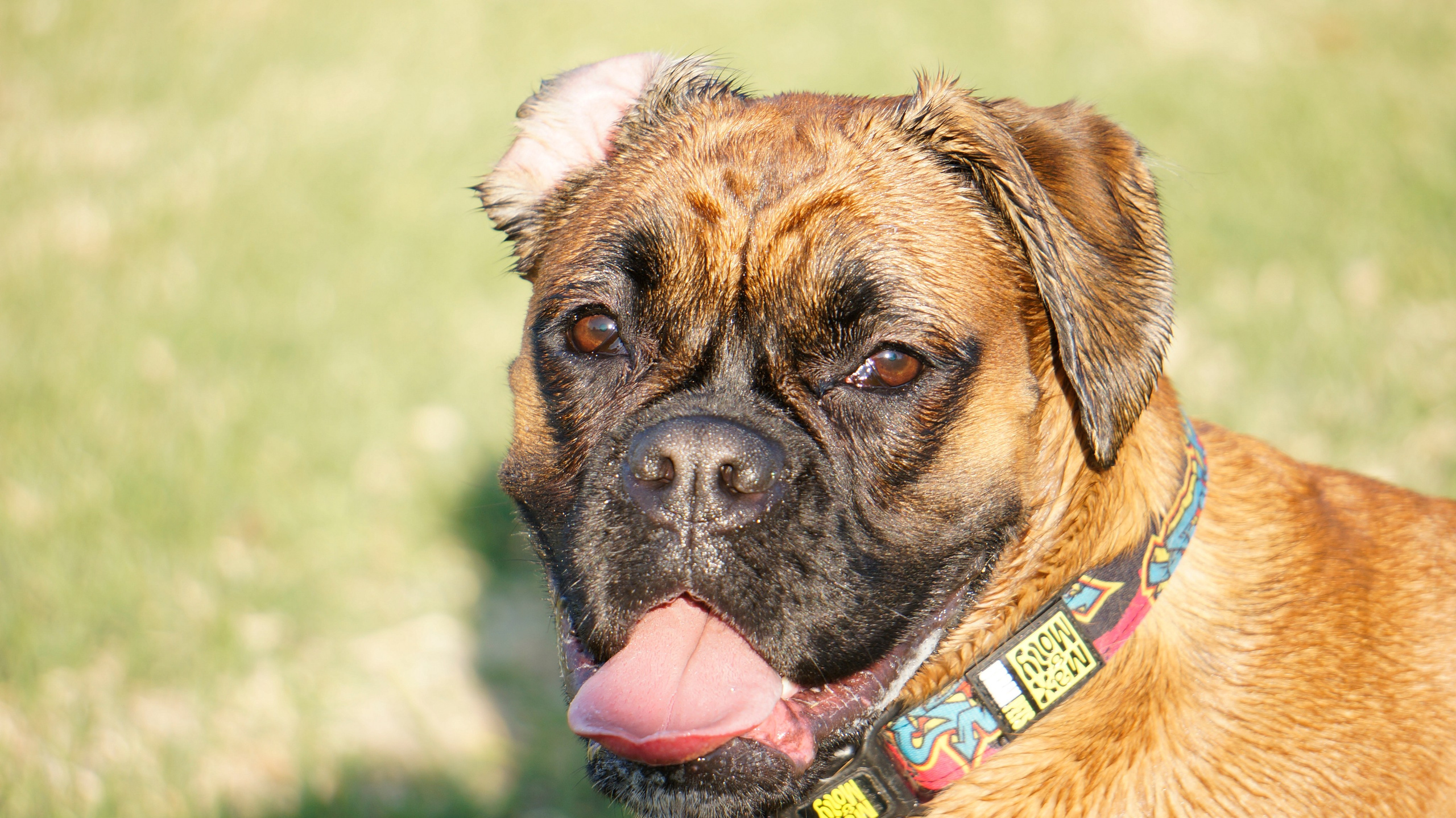 My ״Star״ Boxer Dog