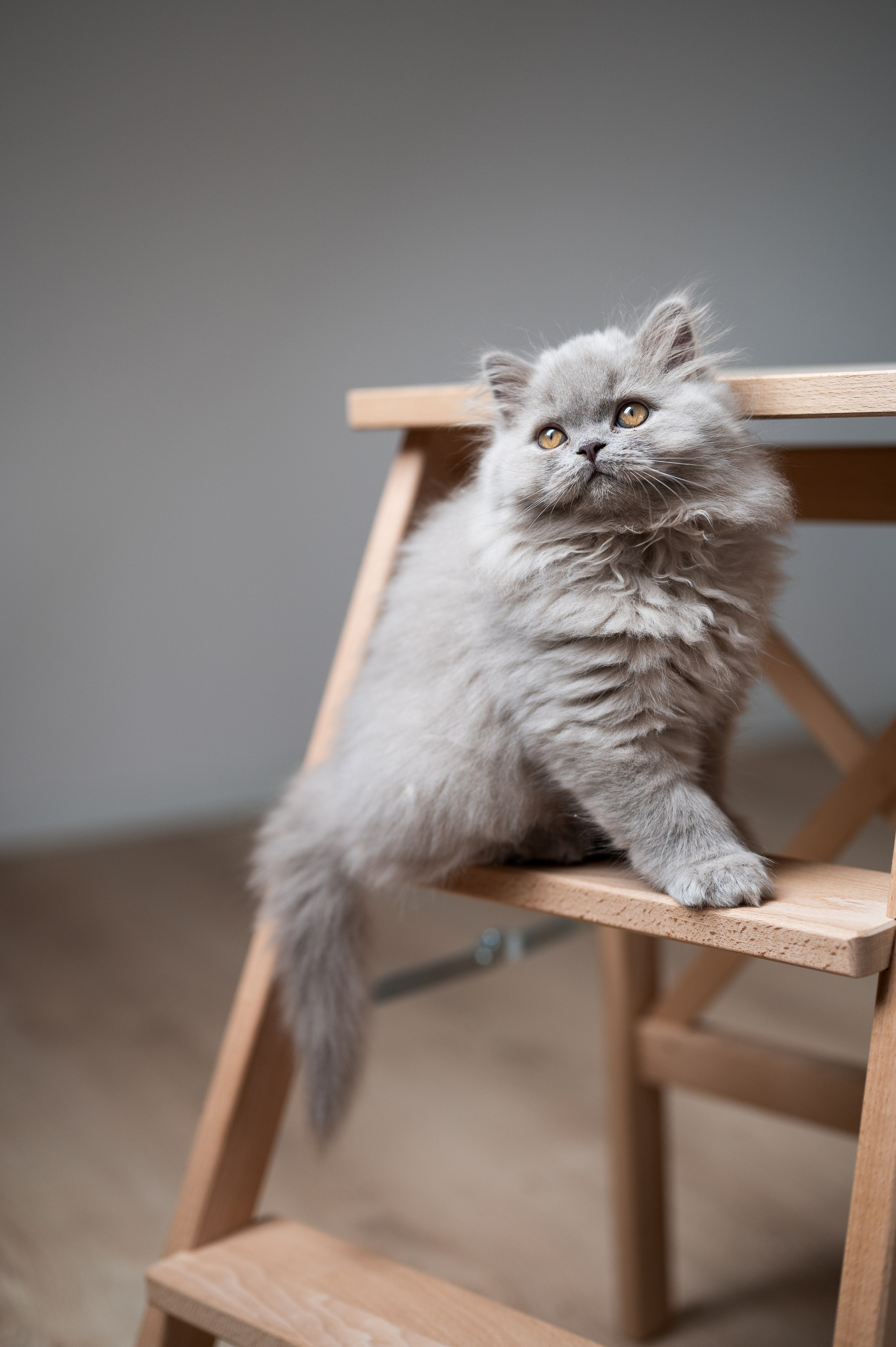 Kätzchen. Tierfotografie und Familienfotografie in der Hallertau