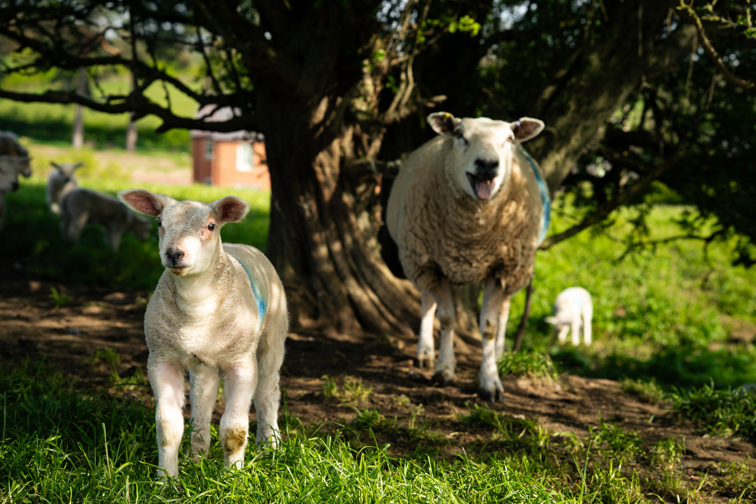 Farming. Ryan Hewitt Photographer