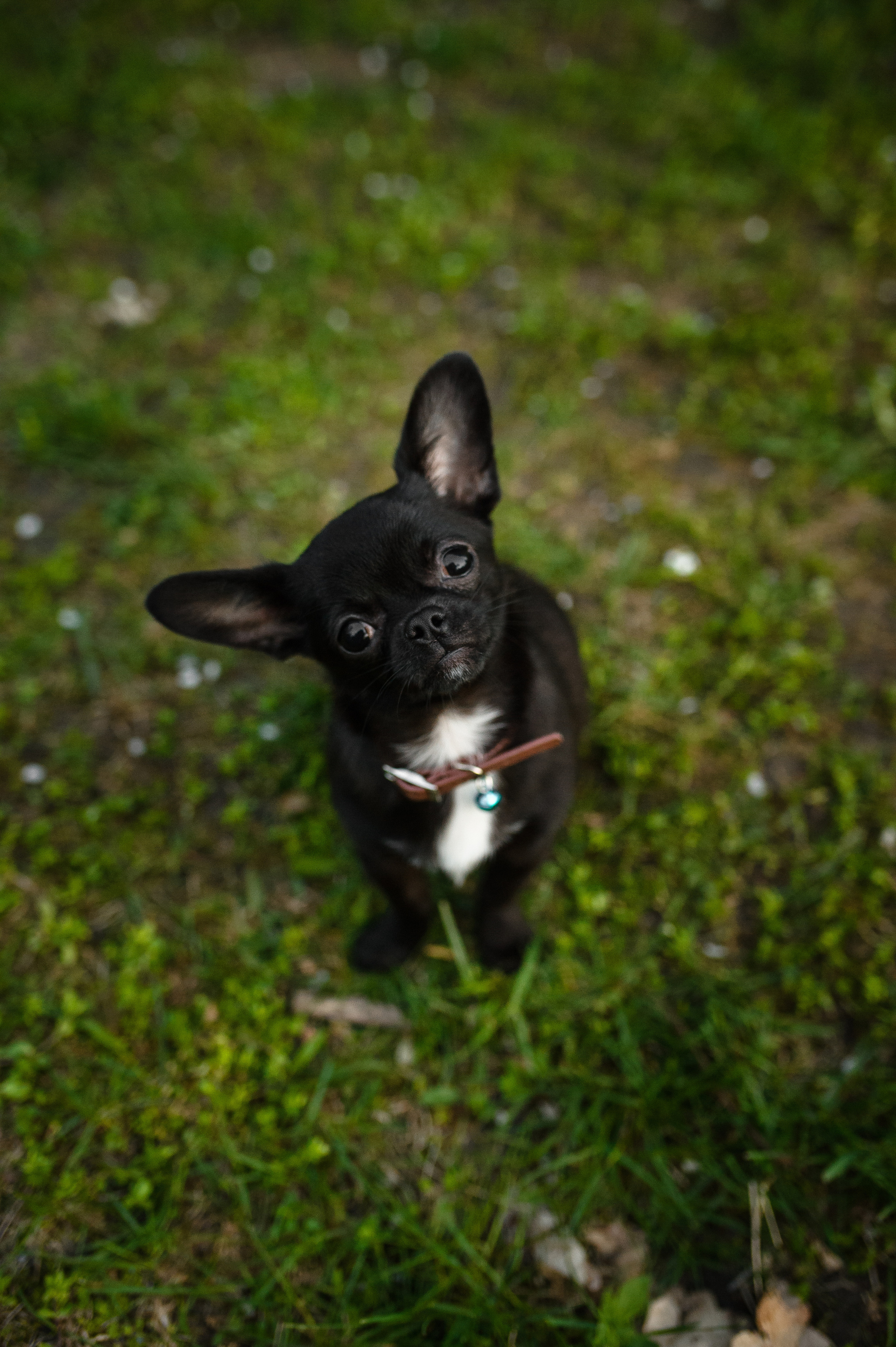 Весенняя Фотосессия Соньки с Джони. Семейный фотограф в Кишинёве THOMAS SHTIFT